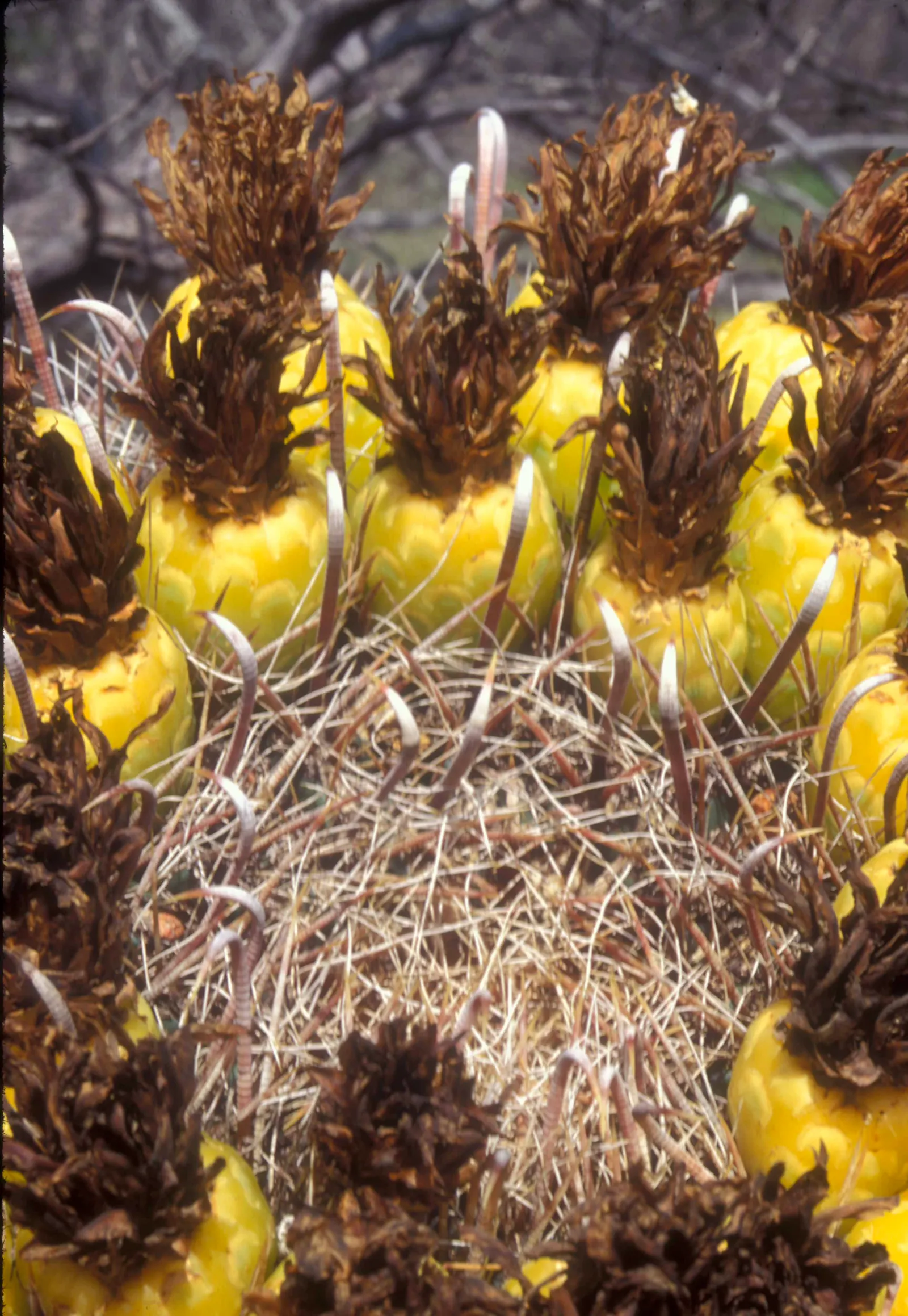 Fishhook Barrel Cactus (Ferocactus Wislizeni) — Ranging from 1 to 6 feet in height and 1 to 3 feet in diameter, its curved spines resemble fishhooks; numbering