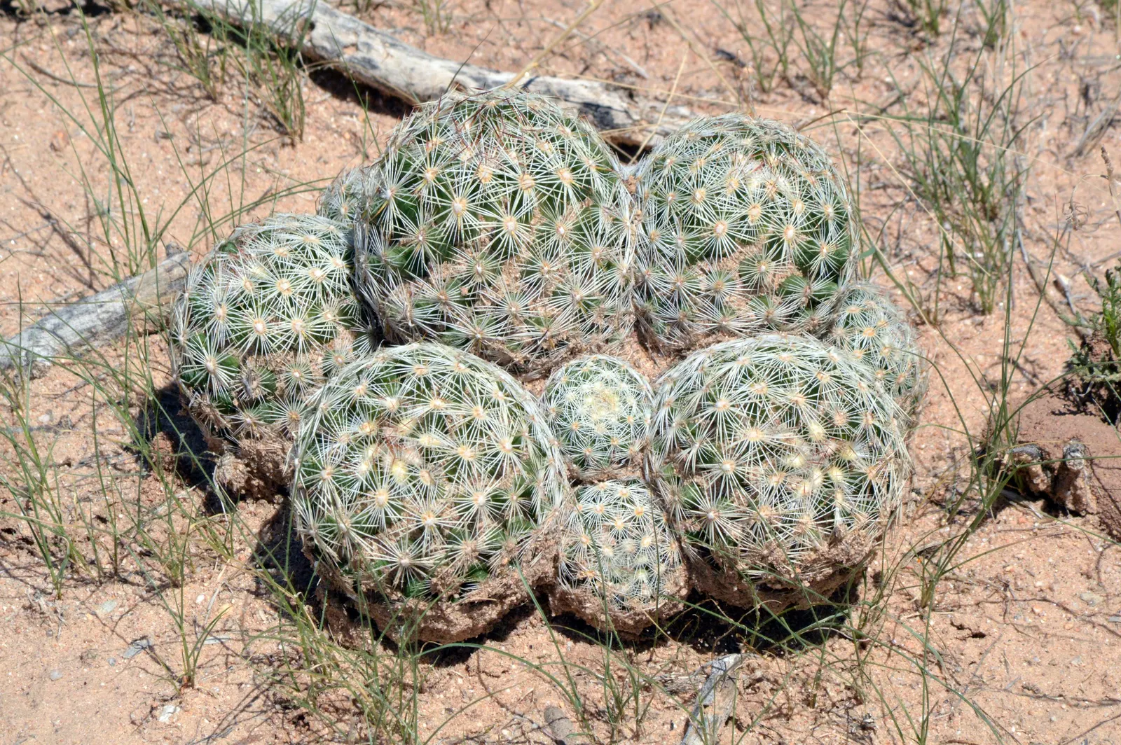 Fishhook Barrel Cactus (Ferocactus Wislizeni) — eventually reaching up to 2 to 6 feet in height and 18 to 30 inches in diameter