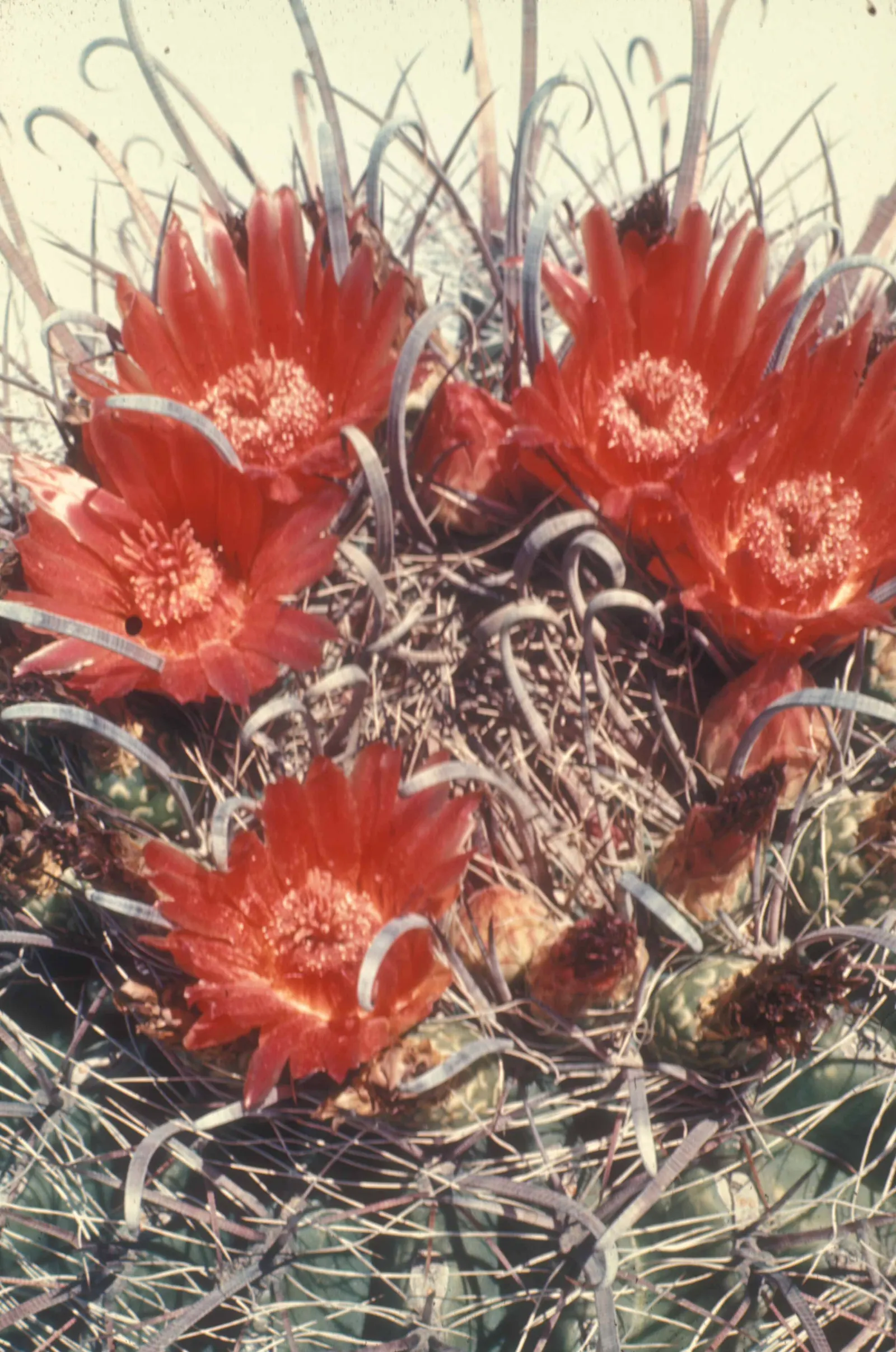 Fishhook Barrel Cactus (Ferocactus Wislizeni) — The Fishhook Barrel Cactus, Ferocactus wislizeni, thrives in arid environments