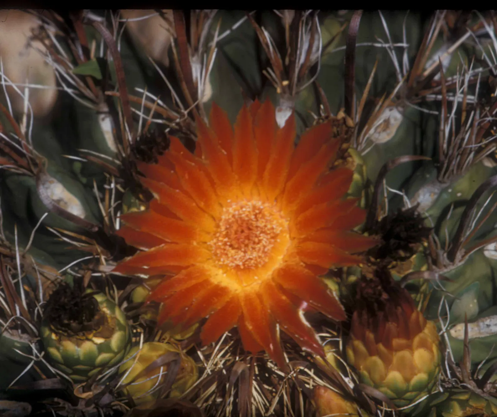 Fishhook Barrel Cactus (Ferocactus Wislizeni) — funnel-shaped flowers that range in color from yellow to red-orange