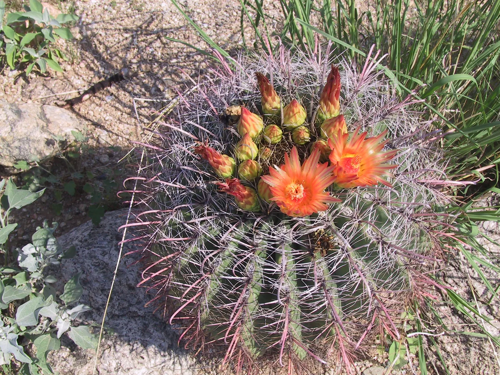Fishhook Barrel Cactus (Ferocactus Wislizeni) — an iconic species of the North American deserts