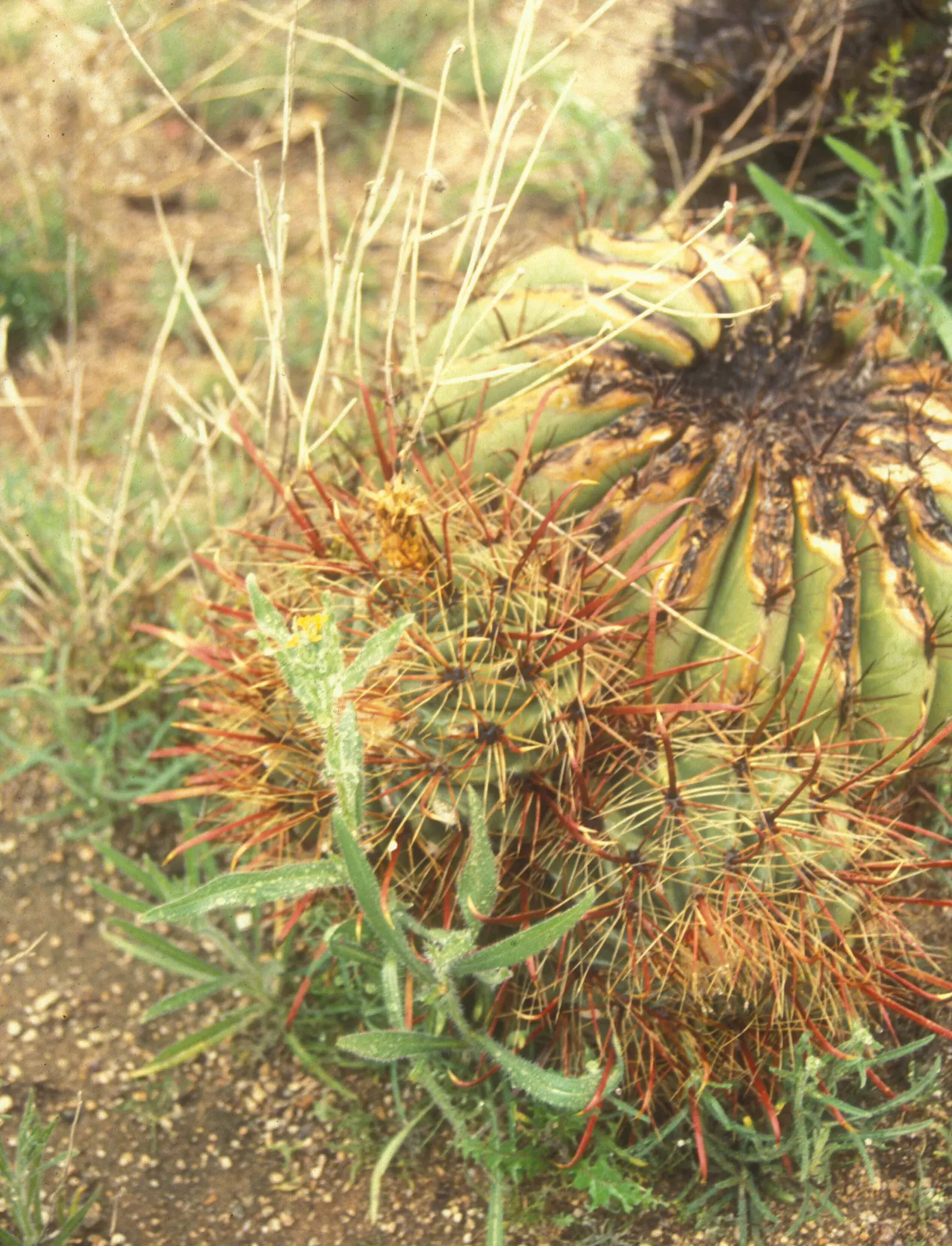 Fishhook Barrel Cactus (Ferocactus Wislizeni) — presents a unique and robust aesthetic for any arid landscape design; this slow-growing desert native exhibits
