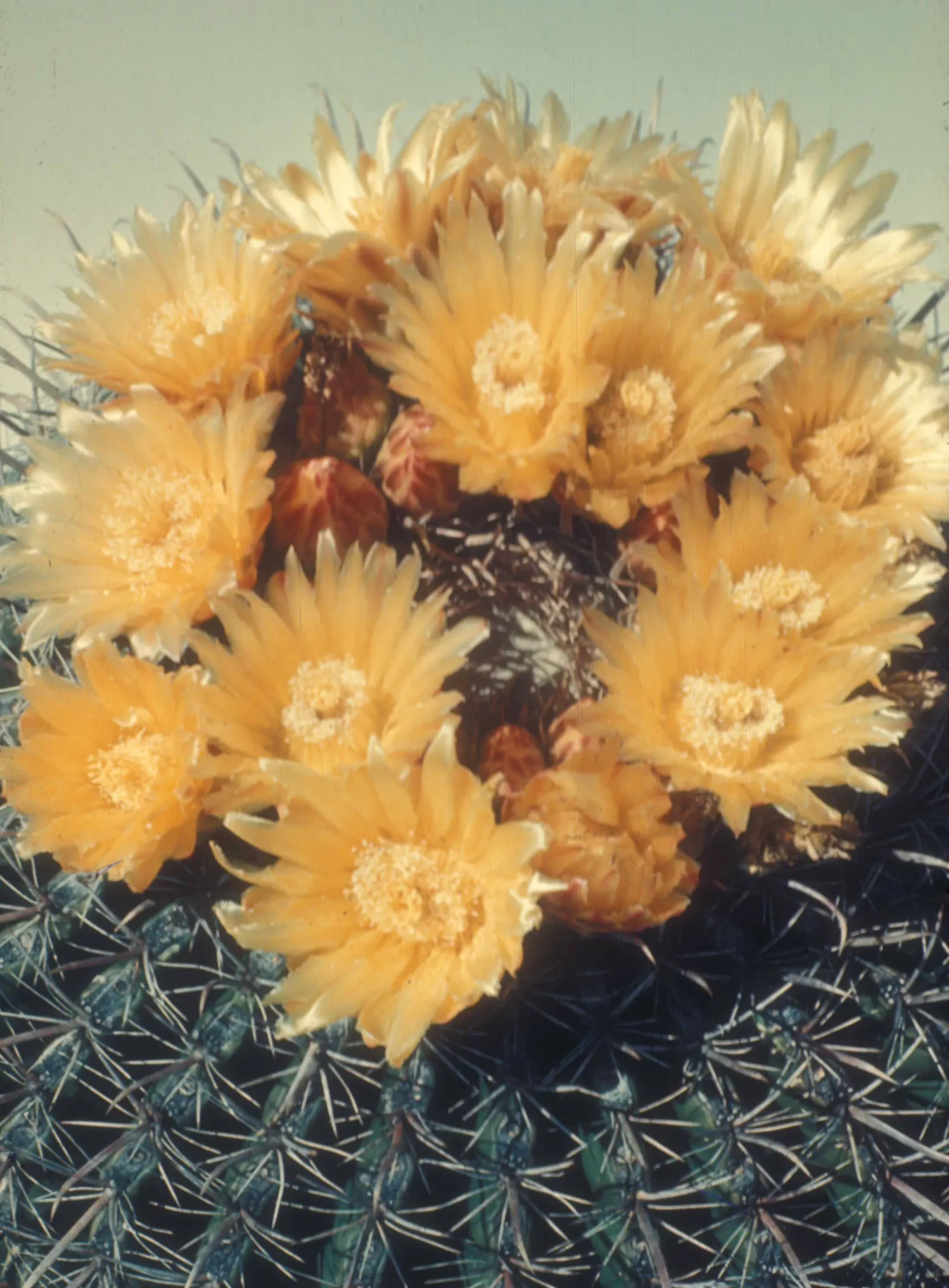Fishhook Barrel Cactus (Ferocactus Wislizeni) — Requires full sun and well-drained soil; minimal water needs make it an ideal xeriscape specimen; an iconic