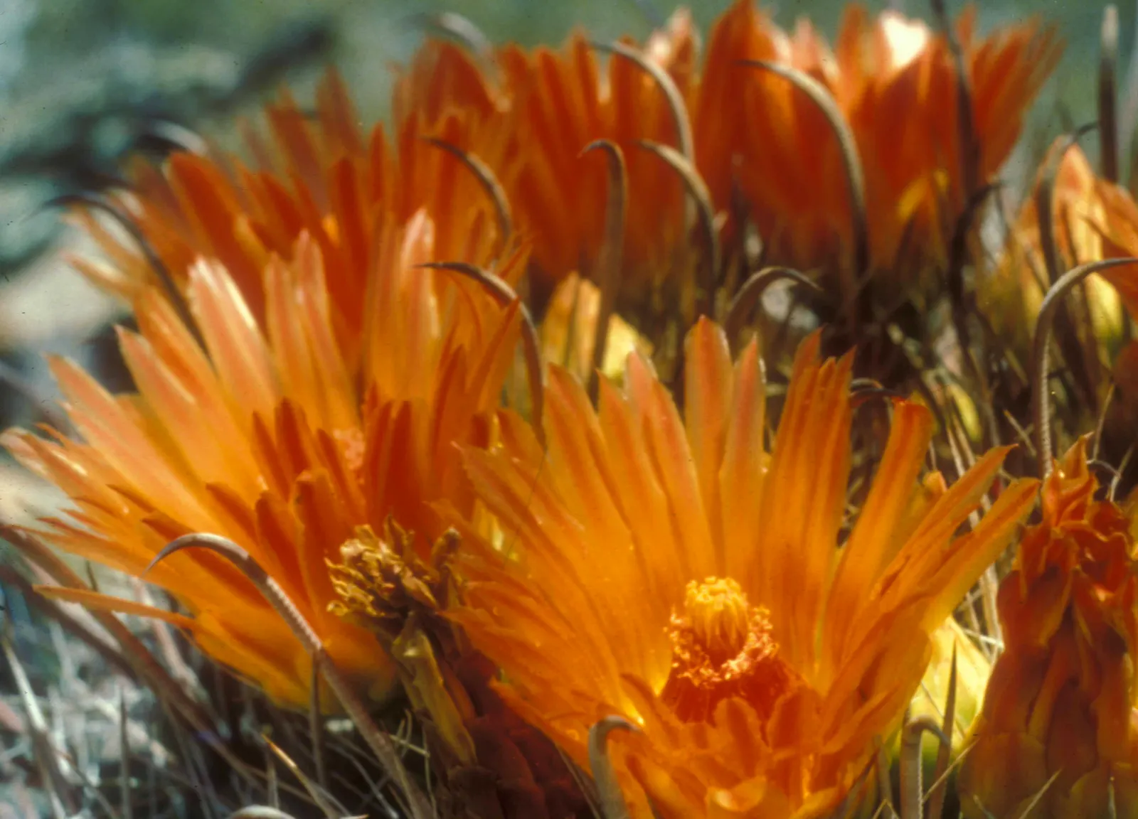 Fishhook Barrel Cactus (Ferocactus Wislizeni) — eventually reaching up to 2 to 6 feet in height and 18 to 30 inches in diameter; mimicking arid conditions