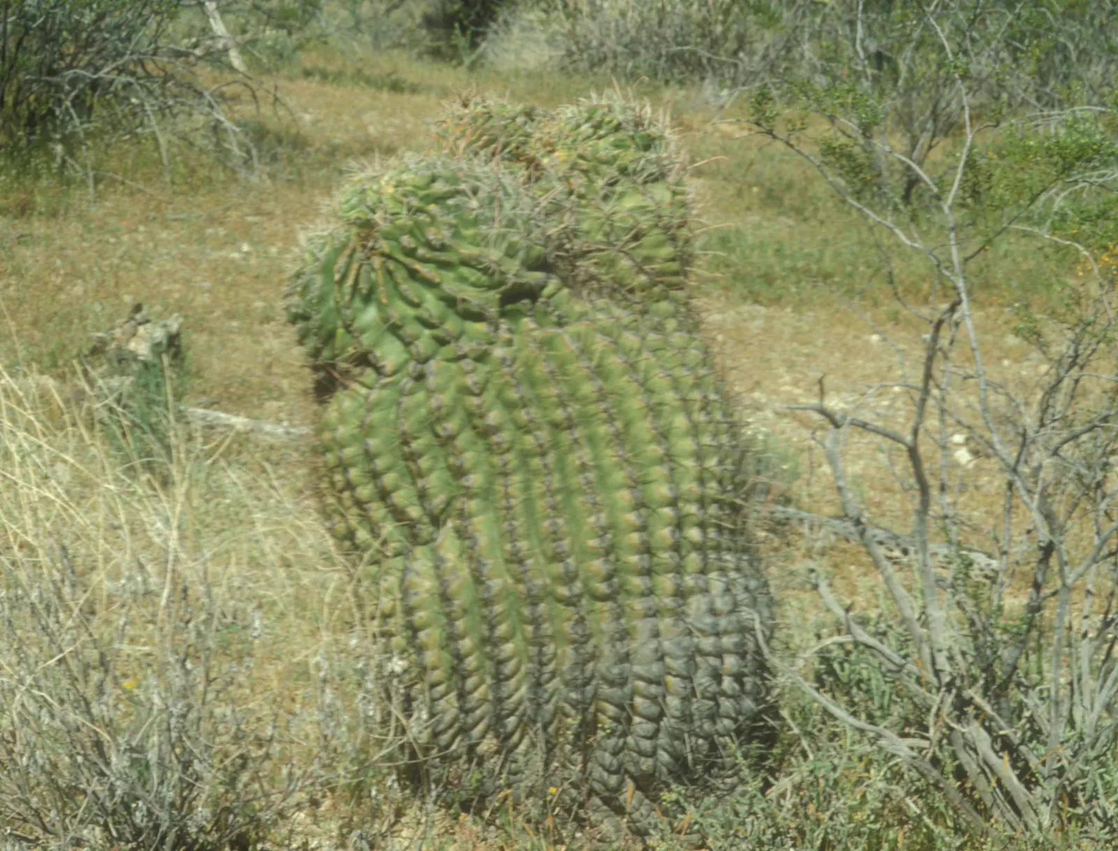 Fishhook Barrel Cactus (Ferocactus Wislizeni) — It requires minimal watering and care