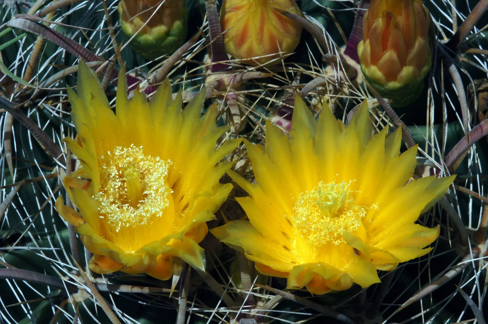 Fishhook Barrel Cactus (Ferocactus Wislizeni) — Requires full sun and well-drained soil; minimal water needs make it an ideal xeriscape specimen