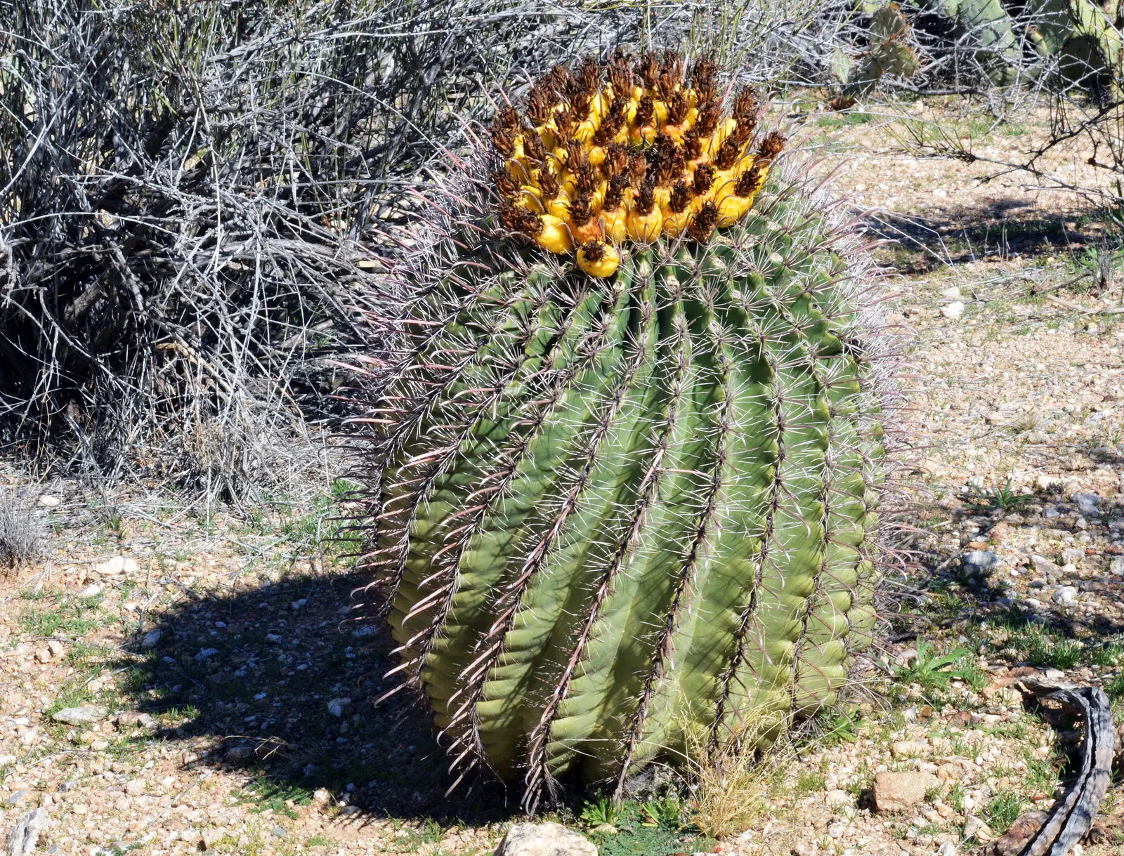 Fishhook Barrel Cactus (Ferocactus Wislizeni) — mimicking arid conditions