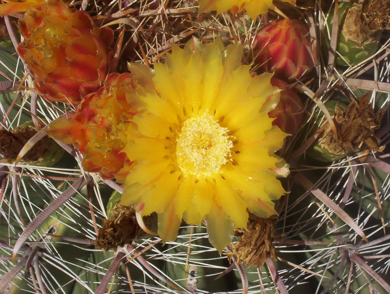 Fishhook Barrel Cactus (Ferocactus Wislizeni) — Ranging from 1 to 6 feet in height and 1 to 3 feet in diameter, its curved spines resemble fishhooks