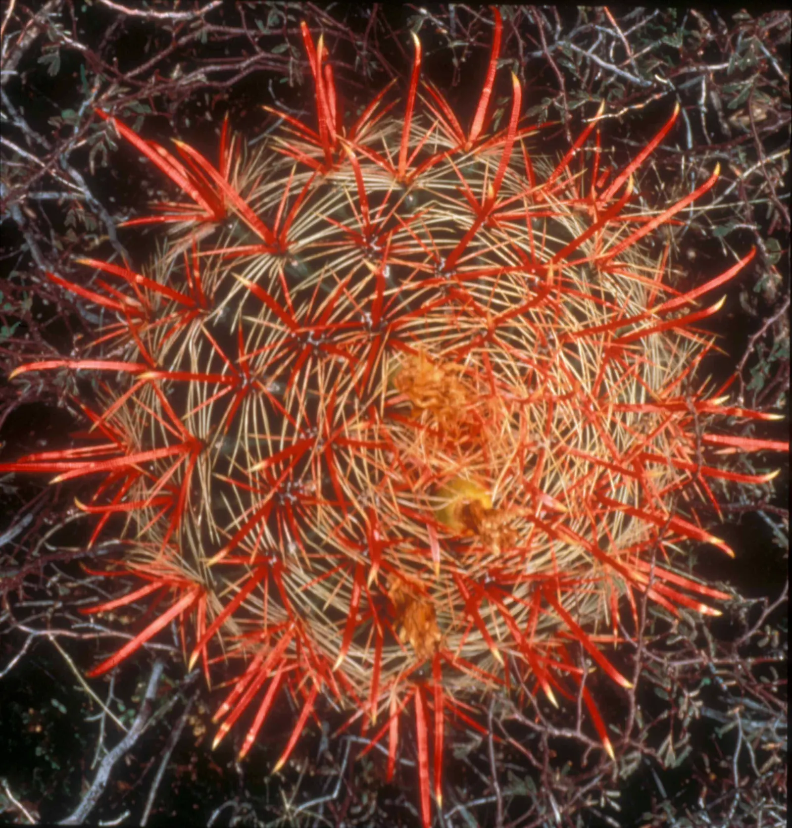 Fishhook Barrel Cactus (Ferocactus Wislizeni) — green flesh and bright yellow to red blooms atop the crown in late summer; cactus for full