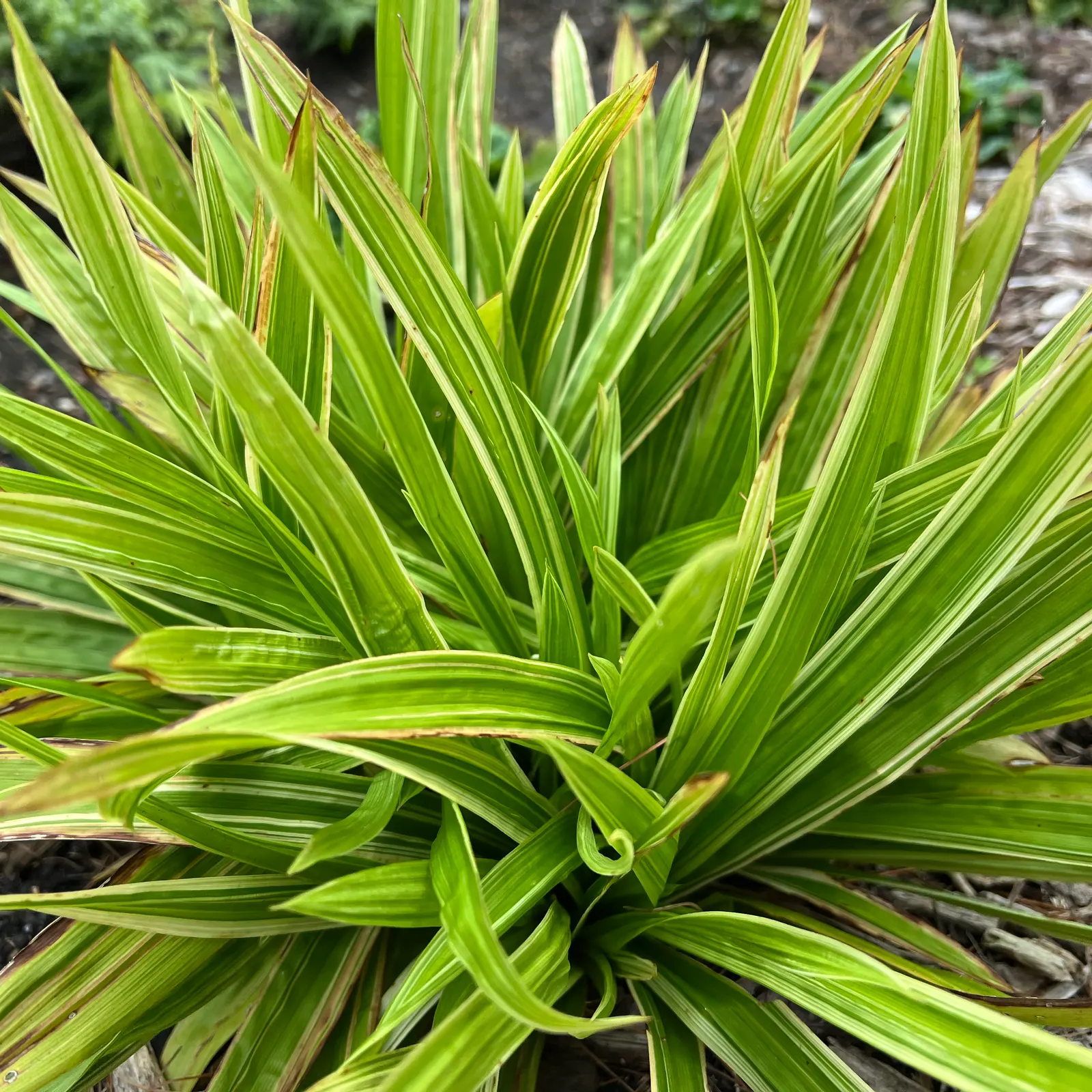 'Shade Fanfare' Plantain-leaved Sedge (Carex plantaginea) — Proven Winners - 'Shade Fanfare' - Plantain-leaved Sedge - Carex plantaginea tan plant details