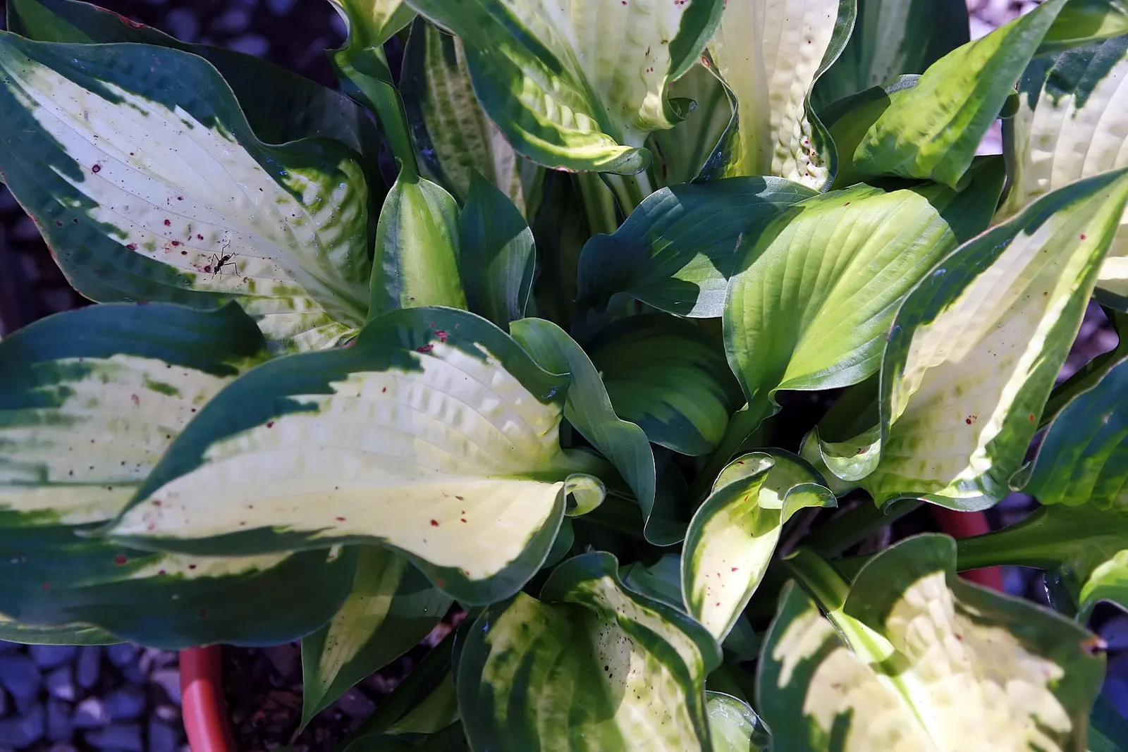 Paul's Glory Hosta (Hosta 'Paul's Glory') — Thriving in partial to full shade, it matures to a sizable 25 inches in height and spreads up to 40 inches