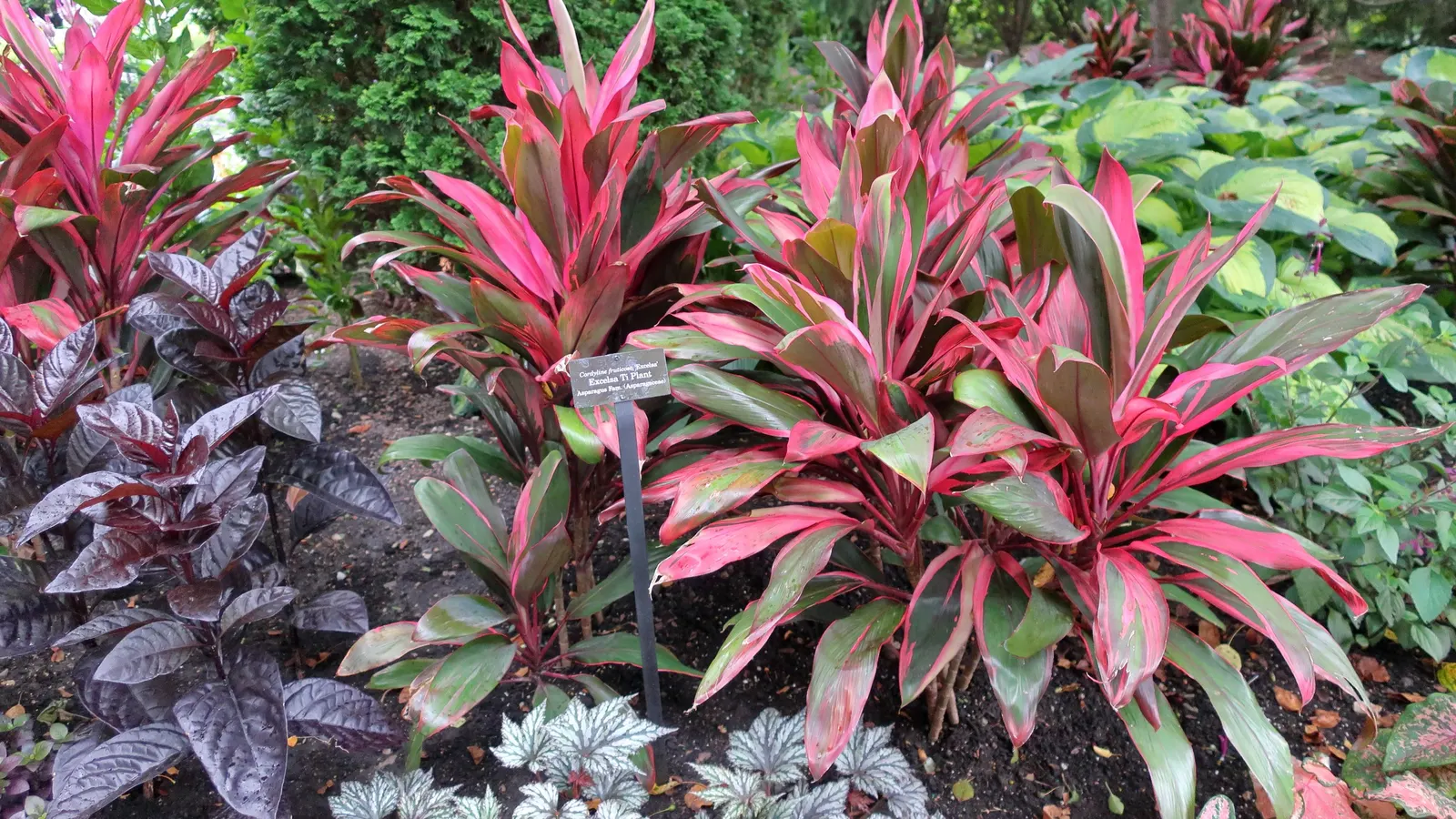 Paul's Glory Hosta (Hosta 'Paul's Glory') — heart-shaped leaves with golden centers and contrasting green margins