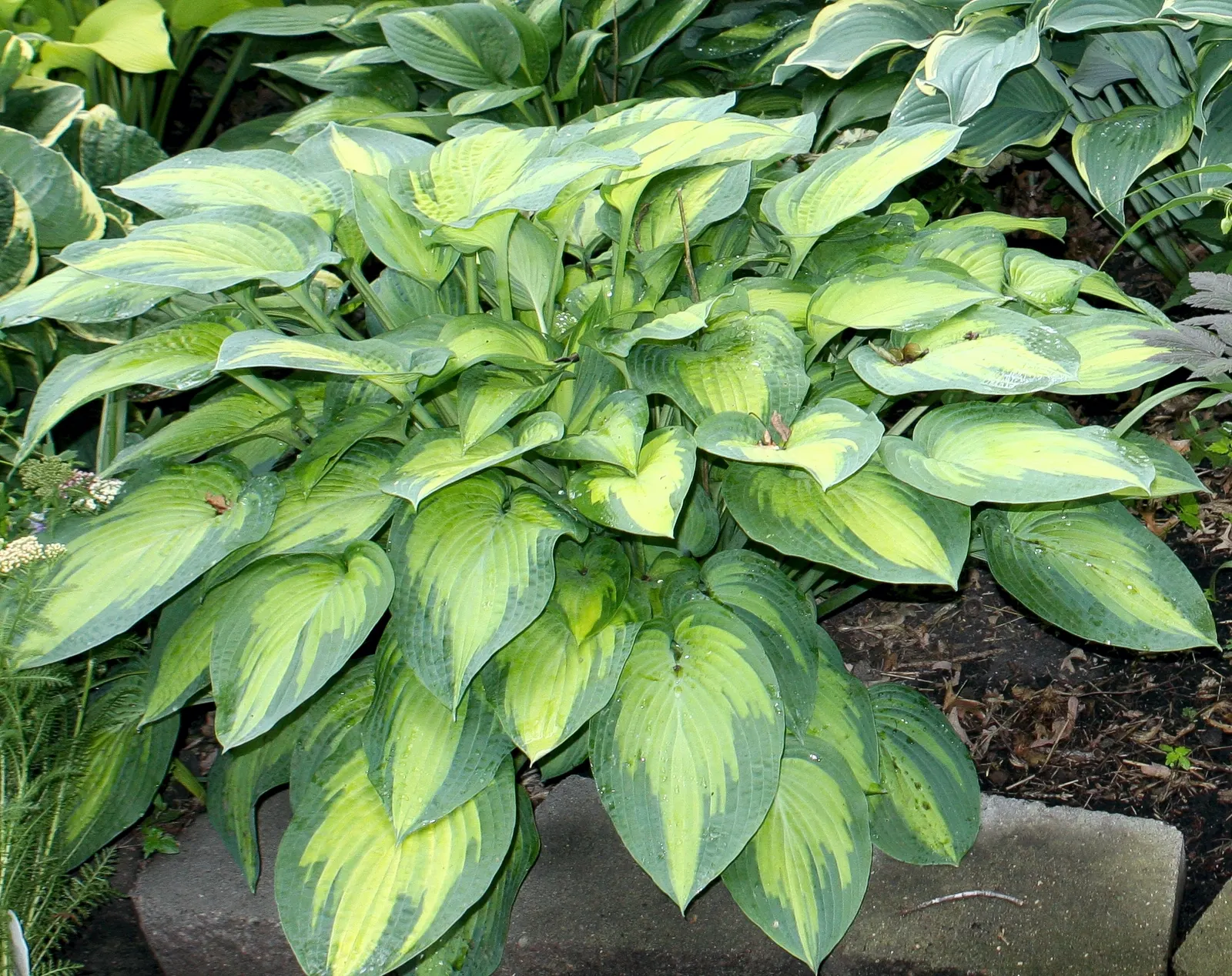 Paul's Glory Hosta (Hosta 'Paul's Glory') — The Hosta 'Paul's Glory' is a perennial prized for its striking