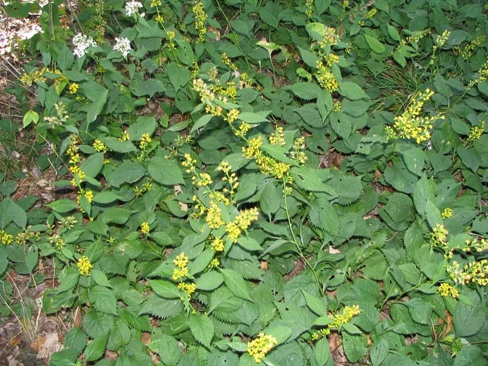 Zig-Zag Goldenrod (Solidago Flexicaulis) — is a North American native perennial that brightens up the landscape with its unique zigzagging stem; hardy in USDA