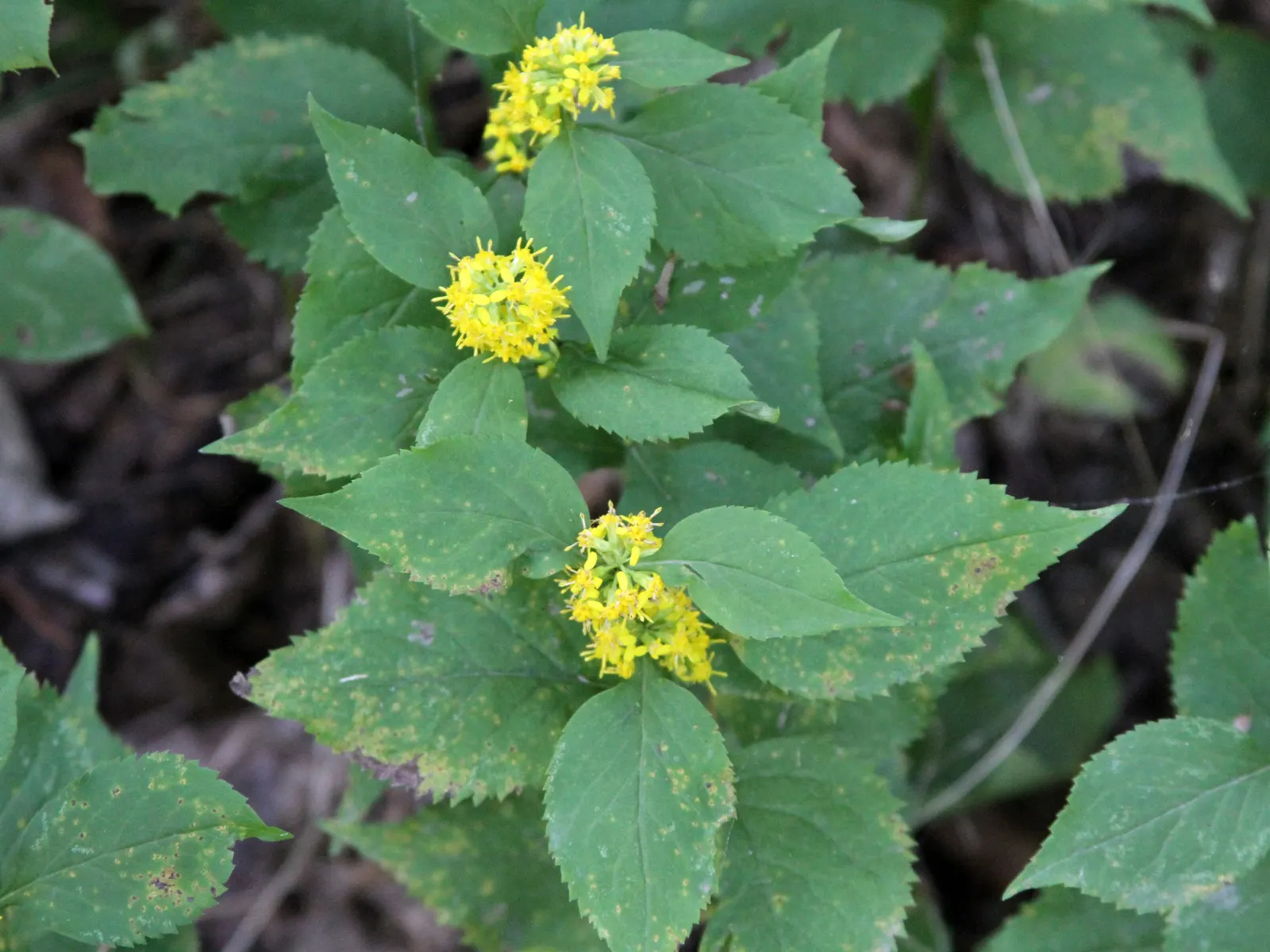 Zig-Zag Goldenrod (Solidago Flexicaulis) — Aptly named for its unique stem that bends and turns; typically reaching heights of 1.5 to 3 feet, this, image 51