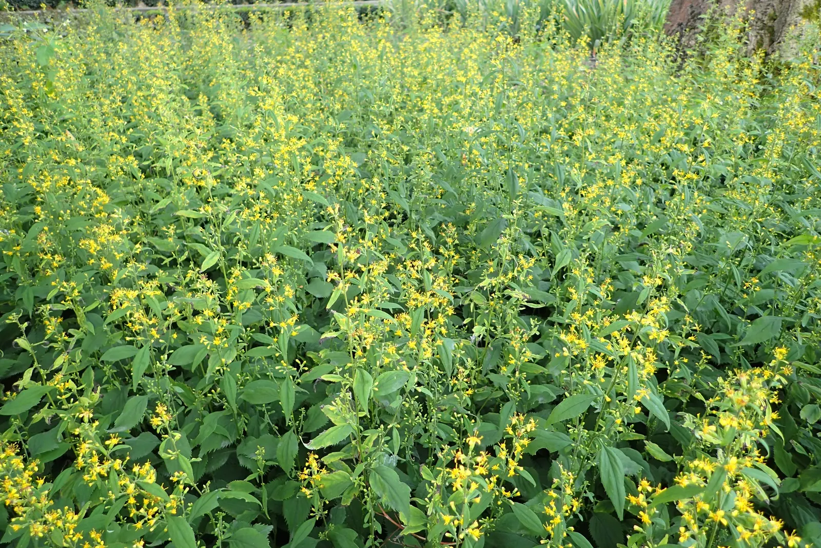 Zig-Zag Goldenrod (Solidago Flexicaulis) — Solidago flexicaulis thrives in a variety of soil types; is a charming native perennial that offers both ecological