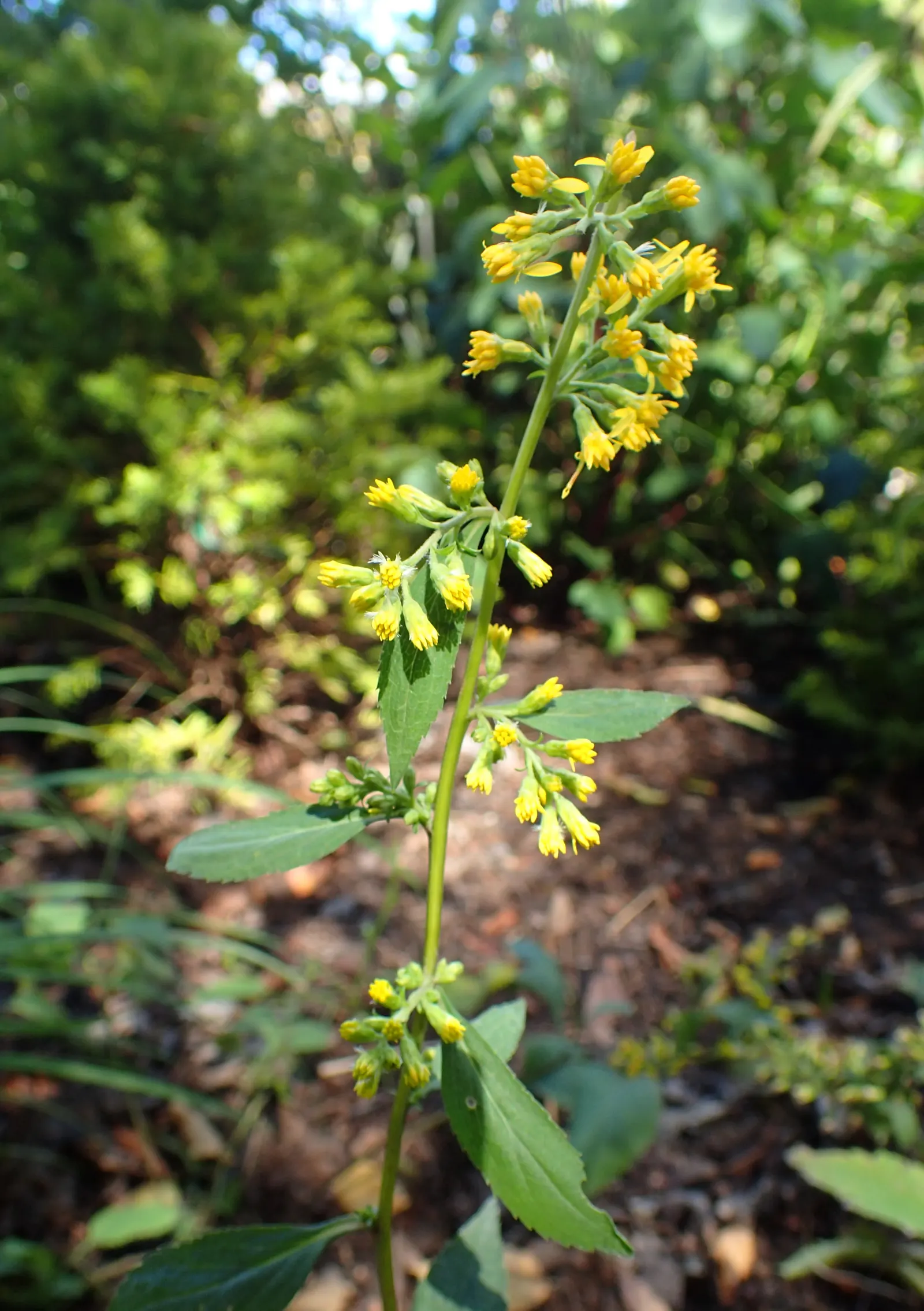 Zig-Zag Goldenrod (Solidago Flexicaulis) — In late summer to early fall, it boasts tiny, bright yellow flowers in attractive, arching clusters, image 47