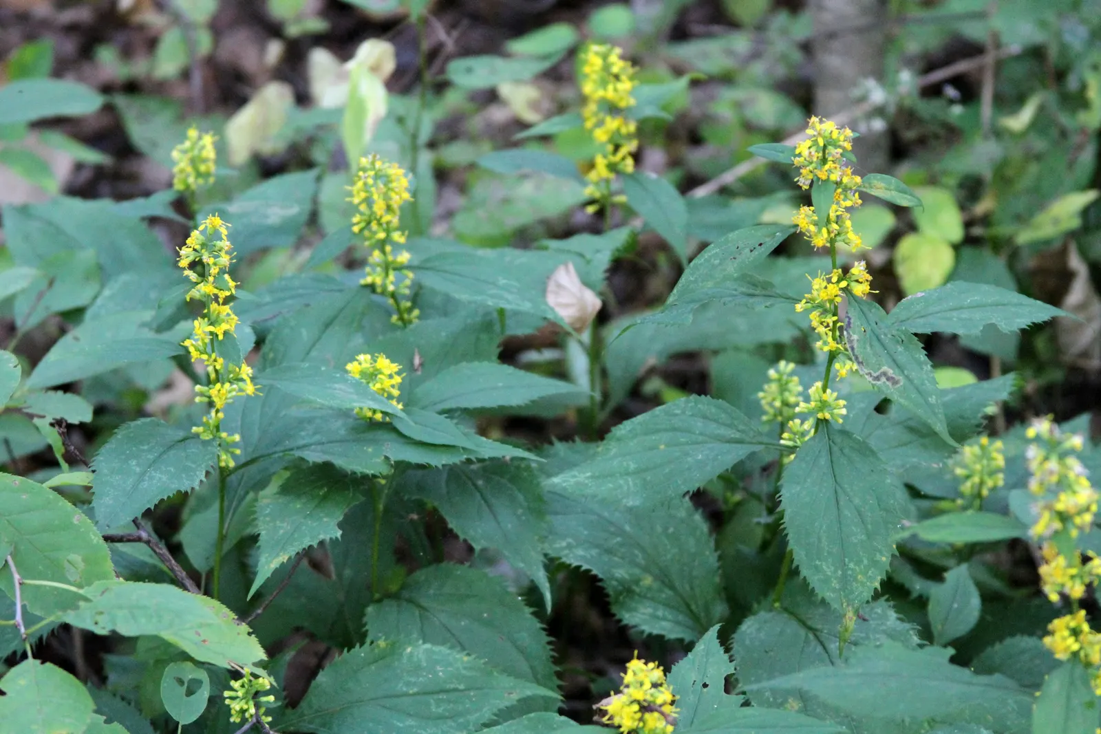 Zig-Zag Goldenrod (Solidago Flexicaulis) — and they attract a host of pollinators