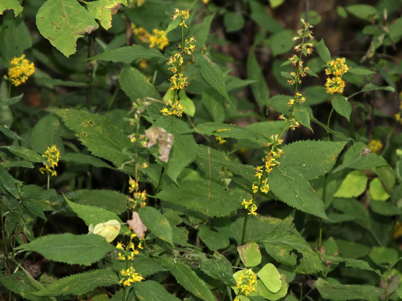 Zig-Zag Goldenrod (Solidago Flexicaulis) — is a charming native perennial that offers both ecological value and visual appeal to any landscape, image 50