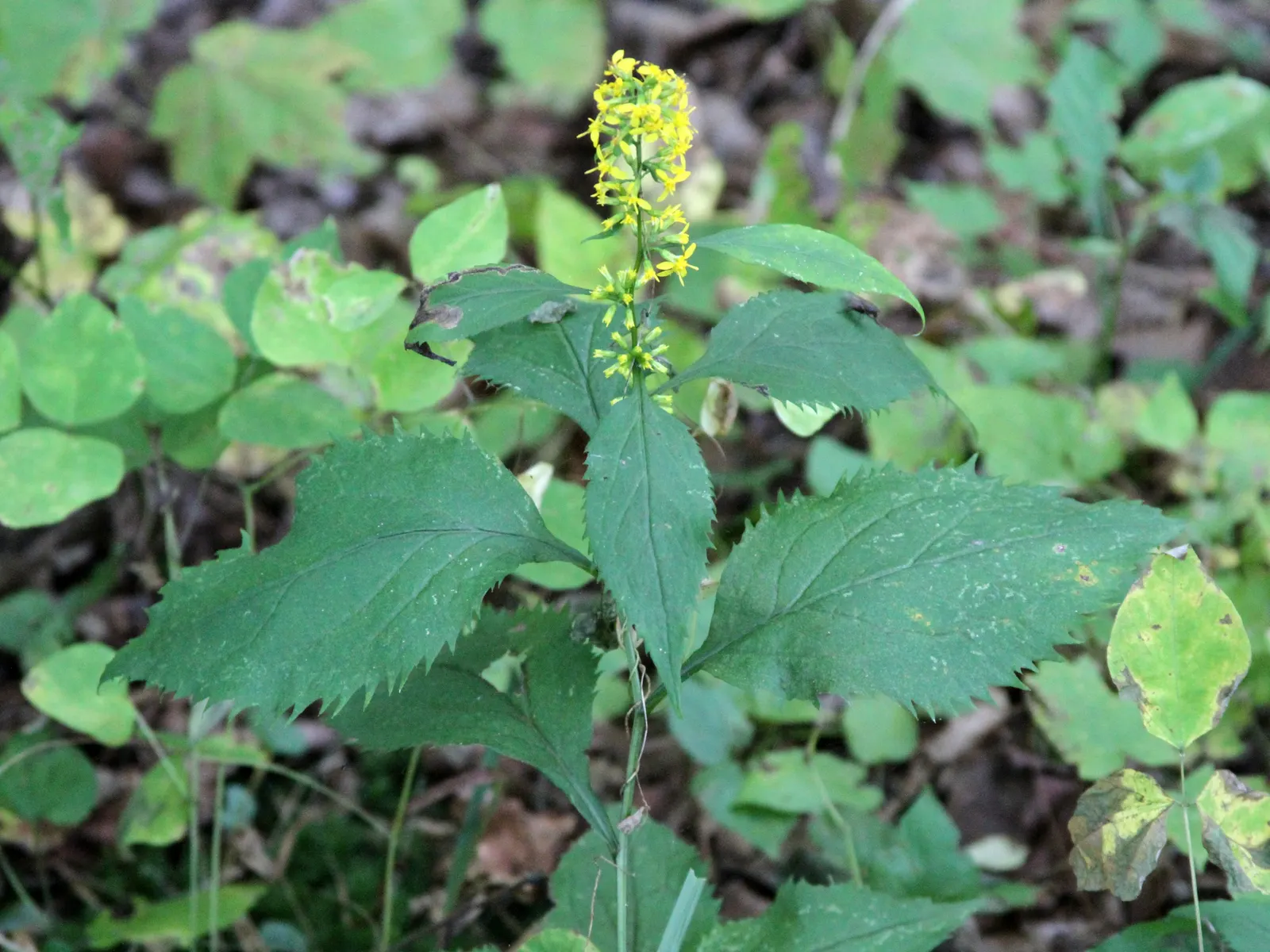 Zig-Zag Goldenrod (Solidago Flexicaulis) — often creating zig-zag patterns; it reaches a mature height of approximately 1.5 to 3 feet with a similar spread