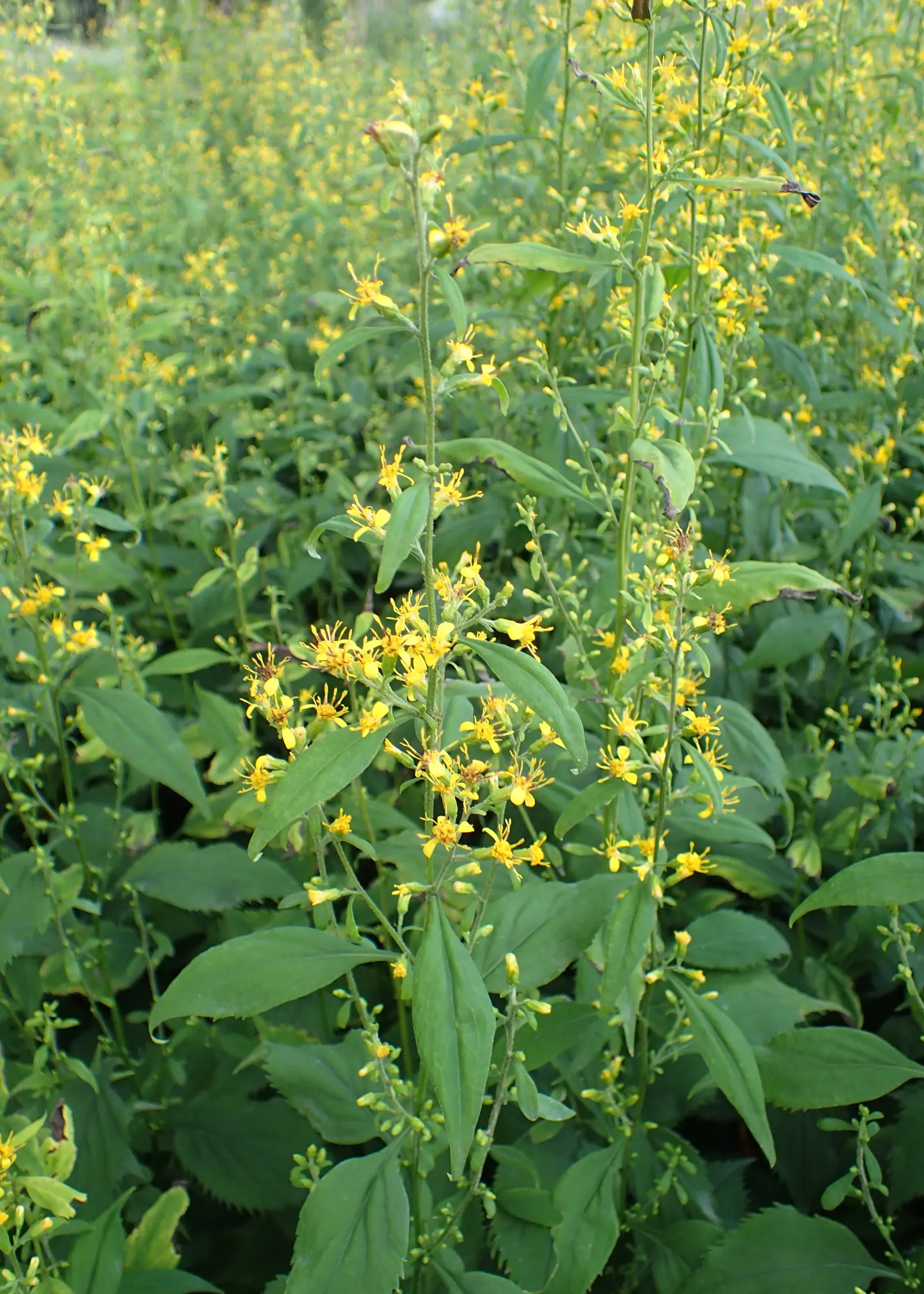 Zig-Zag Goldenrod (Solidago Flexicaulis) — is a charming native perennial that offers both ecological value and visual appeal to any landscape