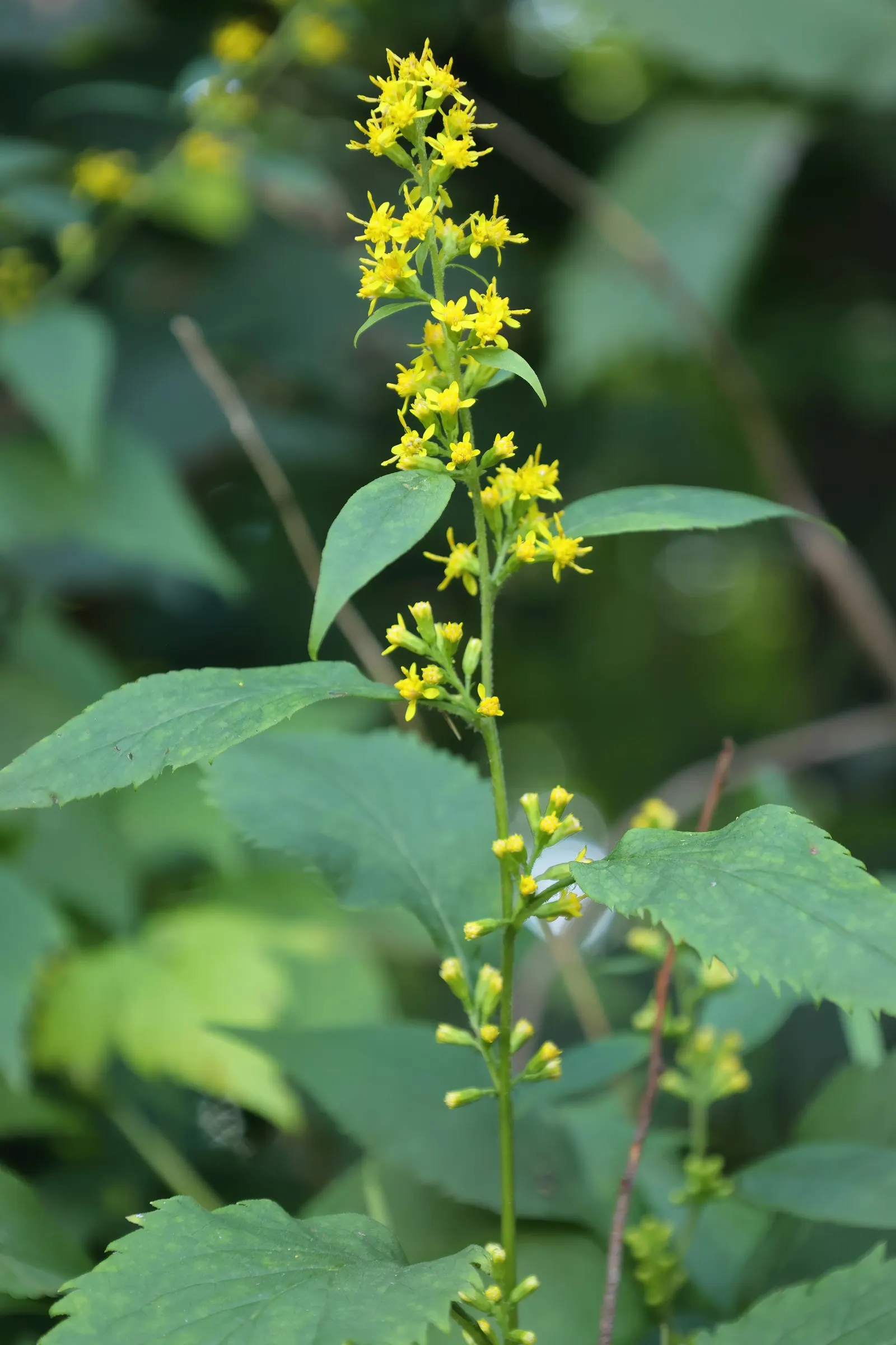 Zig-Zag Goldenrod (Solidago Flexicaulis) — providing a brilliant splash of color that lasts for several weeks; and other beneficial insects