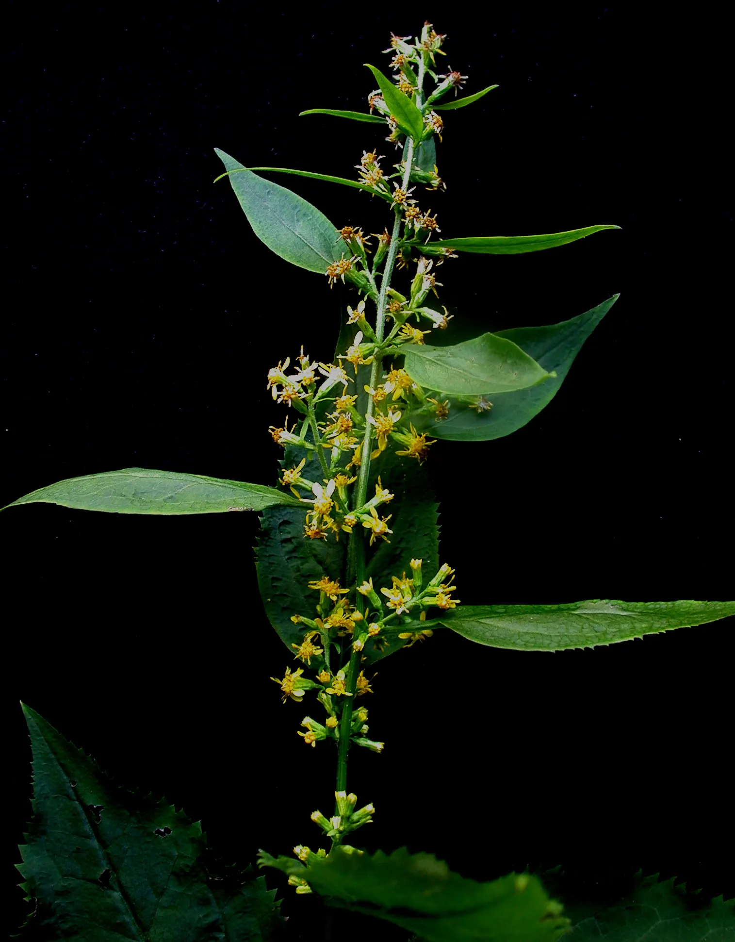 Zig-Zag Goldenrod (Solidago Flexicaulis) — These blooms are grouped in axillary clusters along the upper part of the plant; often creating zig-zag, image 55