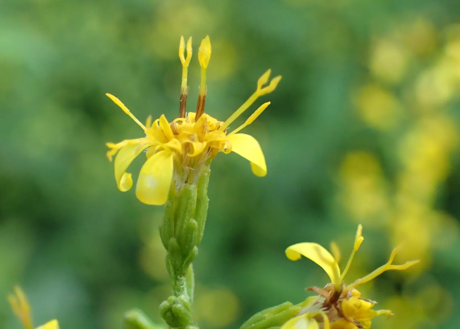 Zig-Zag Goldenrod (Solidago Flexicaulis) — Minimal maintenance is required, although dividing clumps every few years will help promote vigorous growth