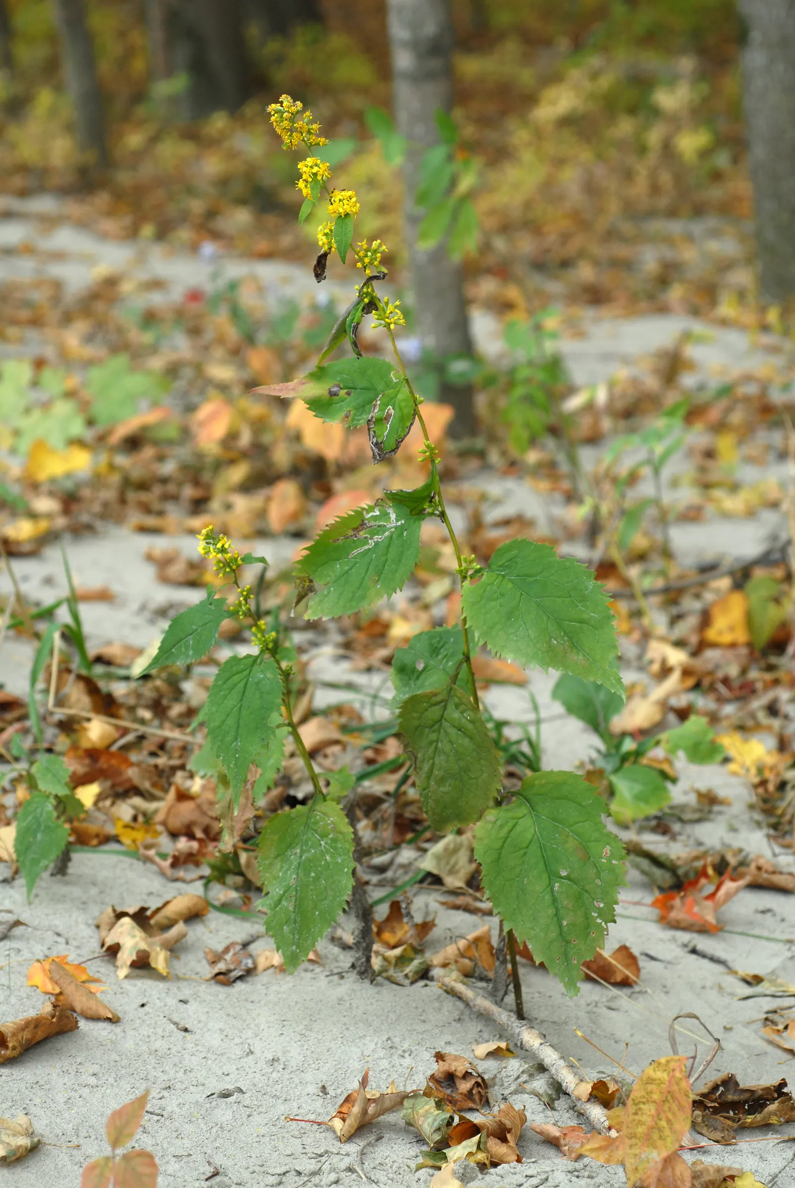 Zig-Zag Goldenrod (Solidago Flexicaulis) — Solidago flexicaulis thrives in a variety of soil types