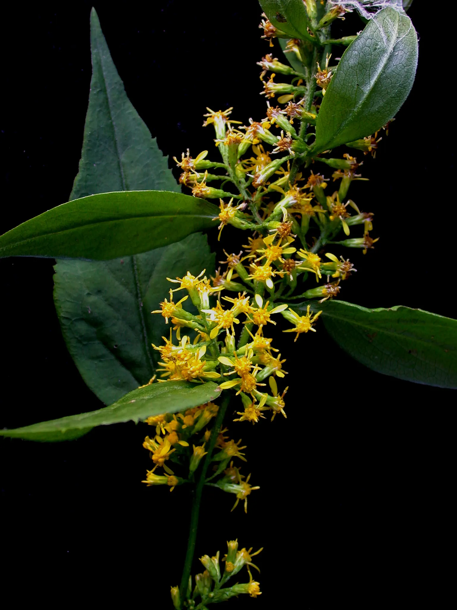 Zig-Zag Goldenrod (Solidago Flexicaulis) — Hardy in USDA zones 3-8, it spreads moderately and is excellent for naturalized areas and woodland gardens