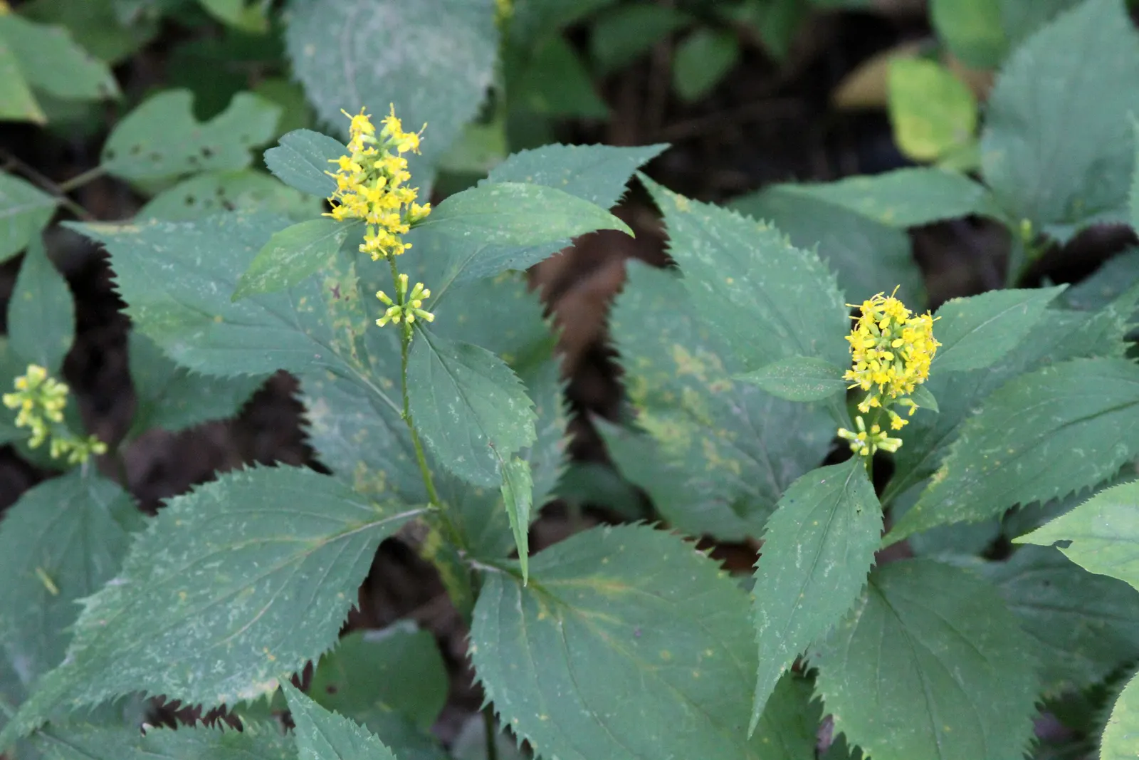 Zig-Zag Goldenrod (Solidago Flexicaulis) — yellow flowers in the garden; scientifically known as Solidago flexicaulis