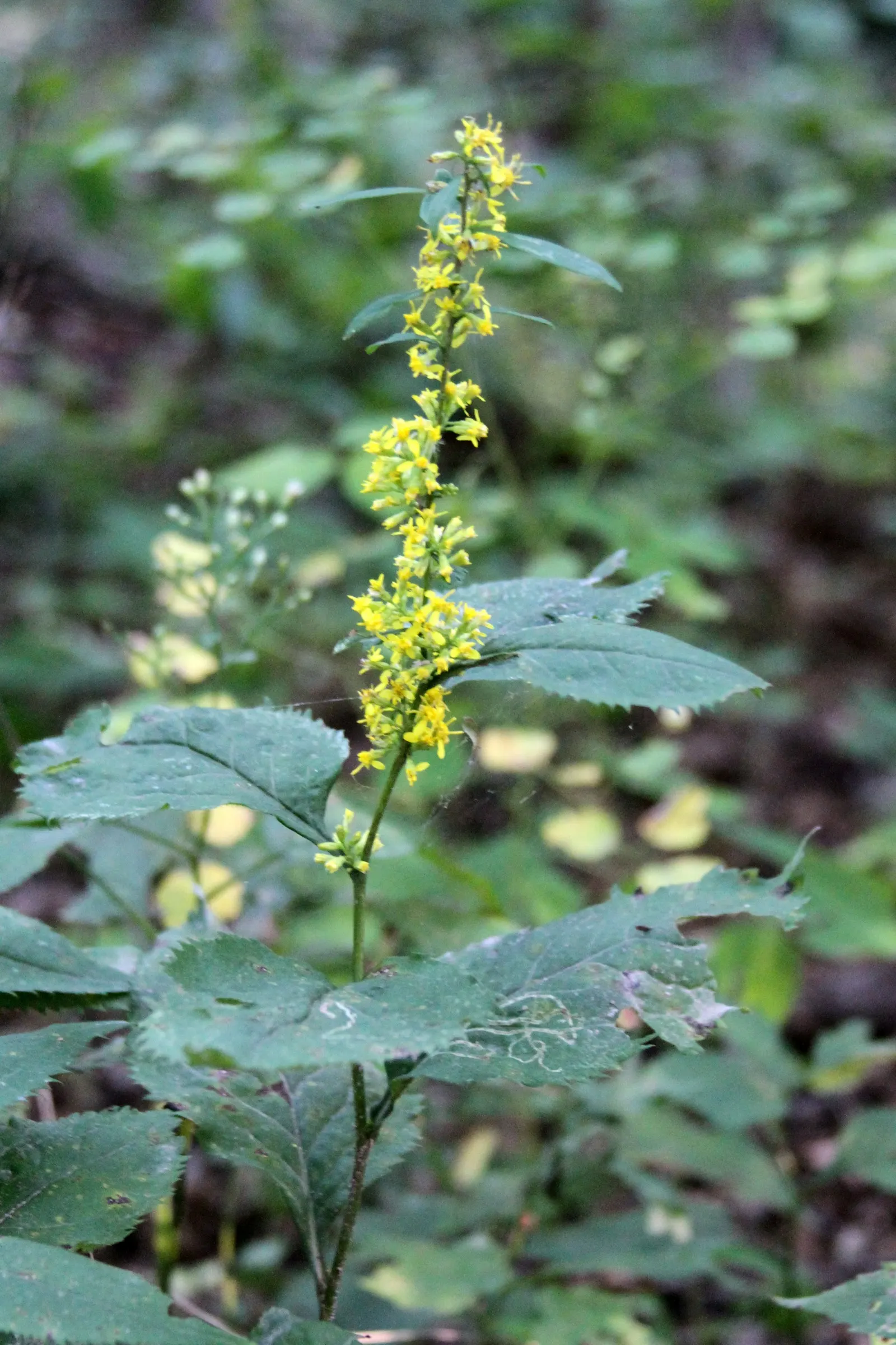 Zig-Zag Goldenrod (Solidago Flexicaulis) — making it an excellent choice for a pollinator-friendly garden.<br><br>Ideal for planting zones 3 through 8