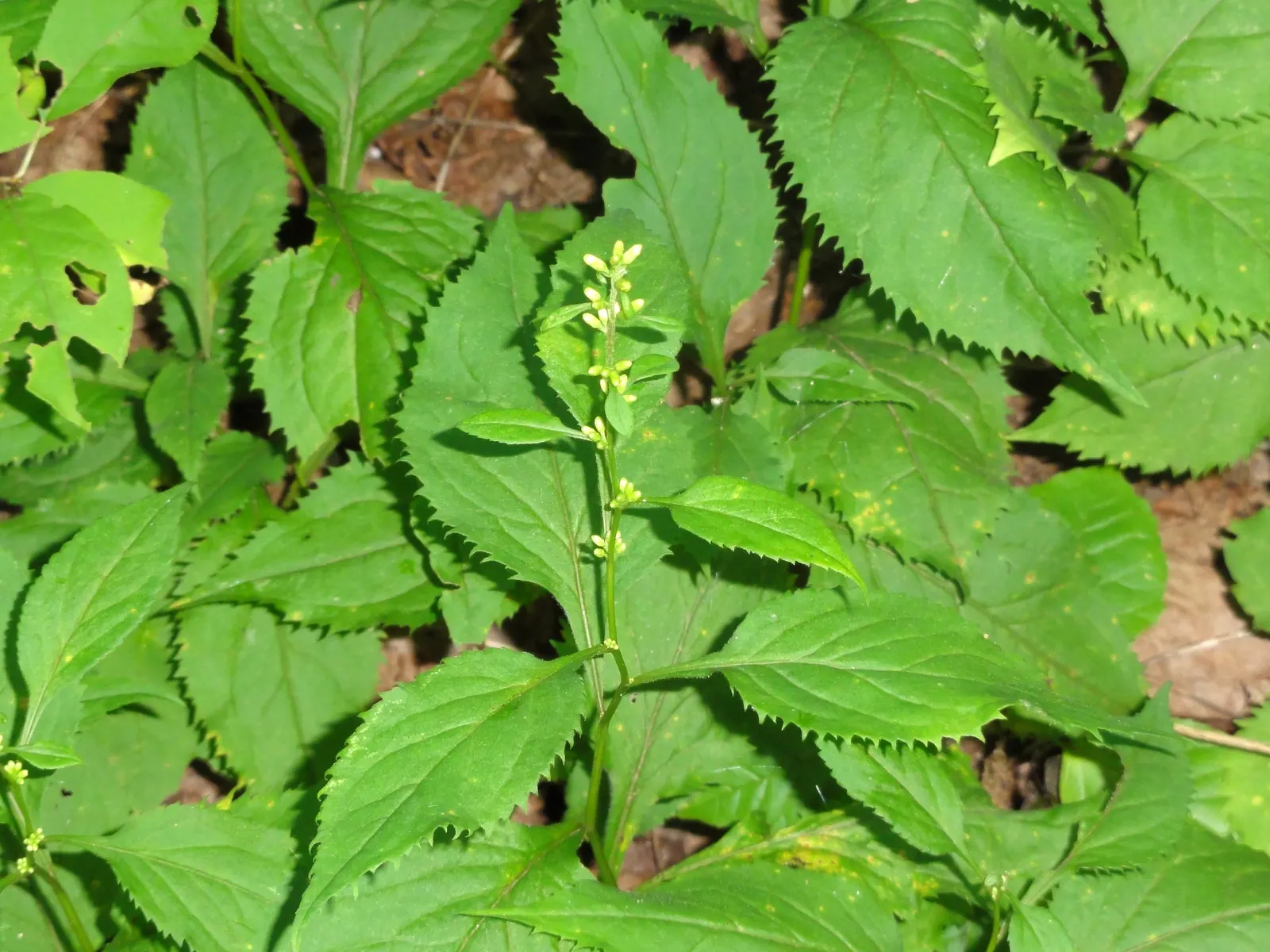 Zig-Zag Goldenrod (Solidago Flexicaulis) — The blossoms typically measure about 1/8 to 1/4 inch across; perennial for full or half, image 57