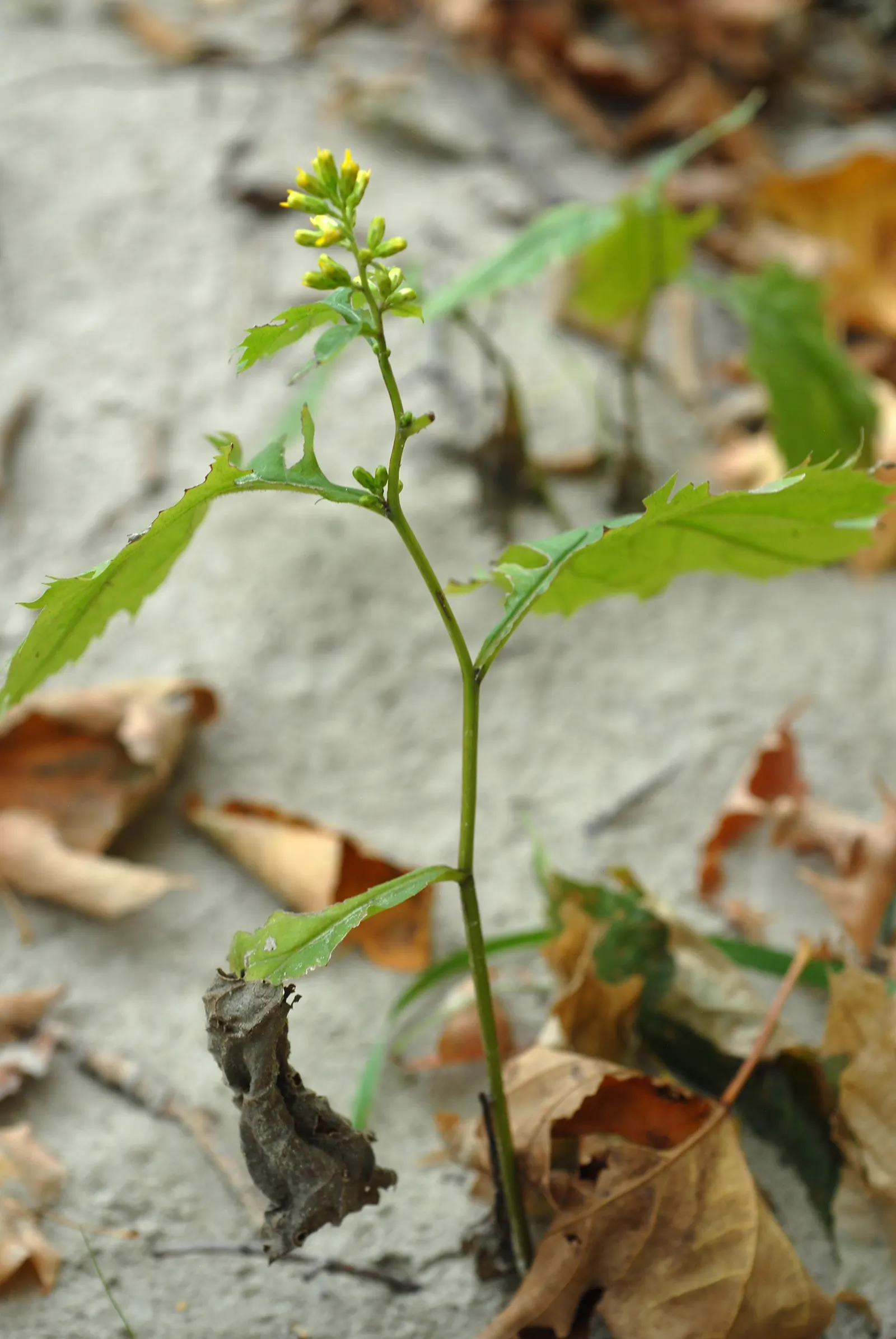 Zig-Zag Goldenrod (Solidago Flexicaulis) — Its foliage is a deep green; is a North American native perennial that brightens up the landscape with, image 54