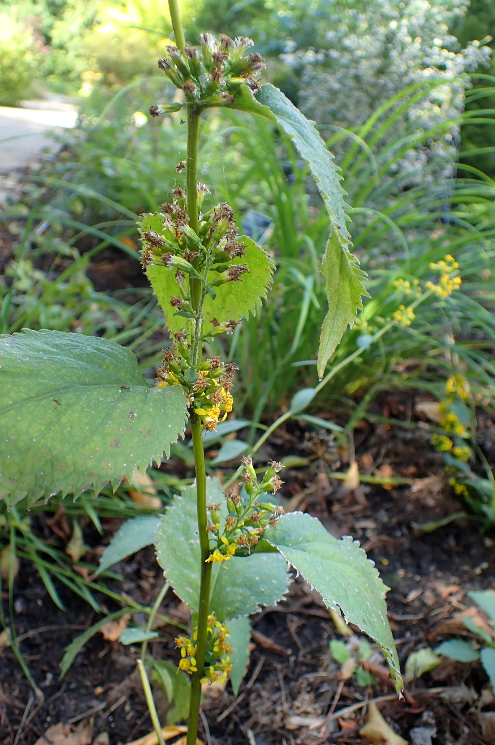 Zig-Zag Goldenrod (Solidago Flexicaulis) — it reaches a mature height of approximately 1.5 to 3 feet with a similar spread; making it an excellent choice for a