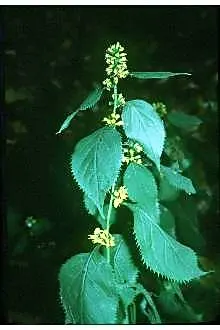 Zig-Zag Goldenrod (Solidago Flexicaulis) — perennial for full or half