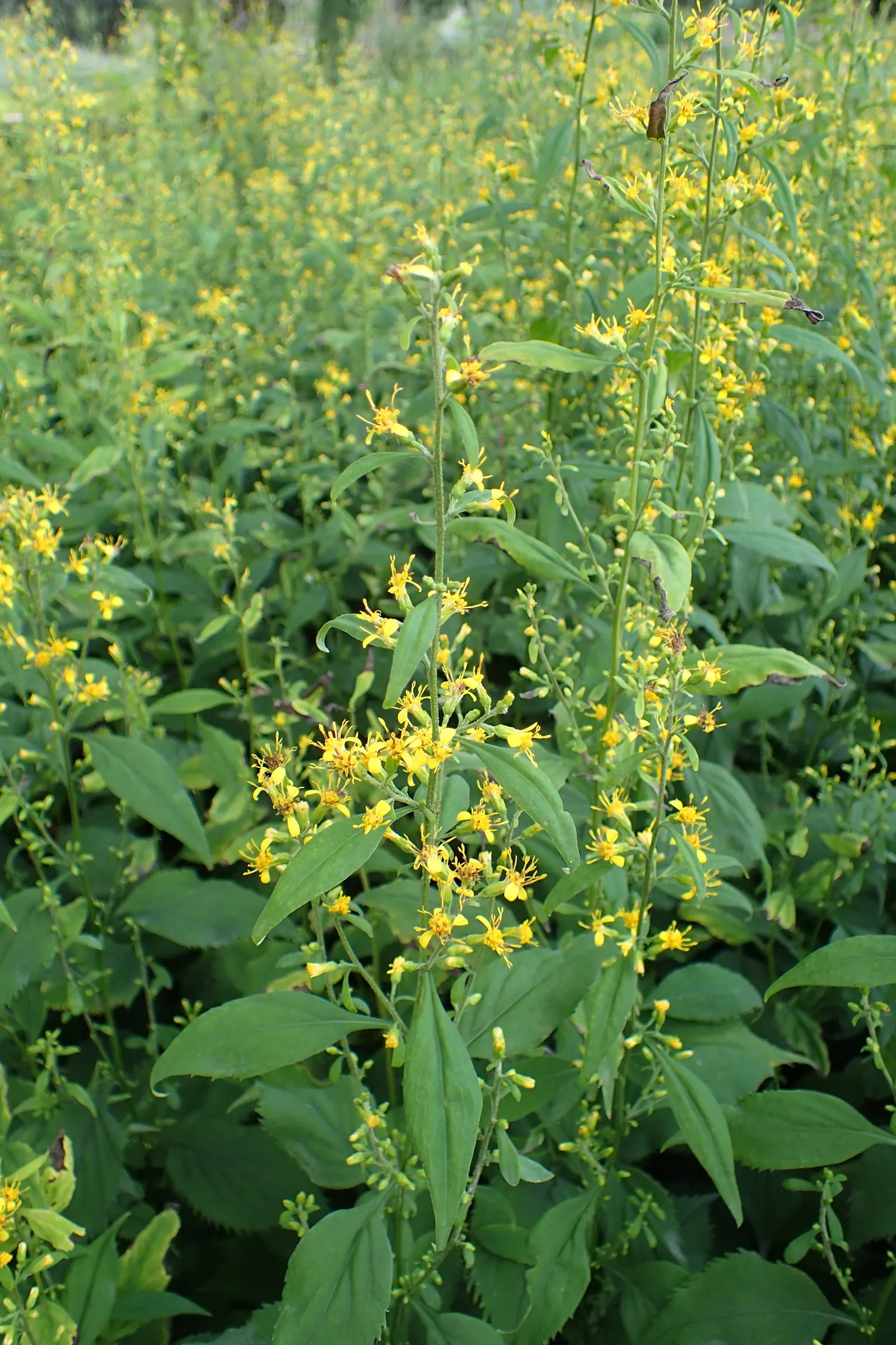 Zig-Zag Goldenrod (Solidago Flexicaulis) — is a charming native perennial that offers both ecological value and visual appeal to any landscape; solidago