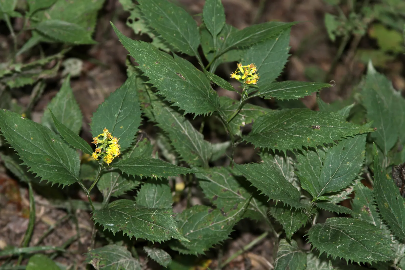 Zig-Zag Goldenrod (Solidago Flexicaulis) — Aptly named for its unique stem that bends and turns