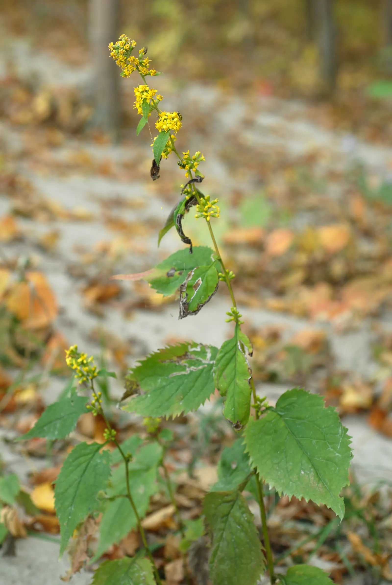 Zig-Zag Goldenrod (Solidago Flexicaulis) — perennial for full or half; minimal maintenance is required, although dividing clumps every few years will help