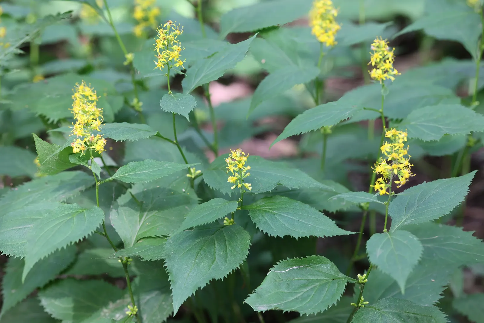 Zig-Zag Goldenrod (Solidago Flexicaulis) — perennial with yellow blooms