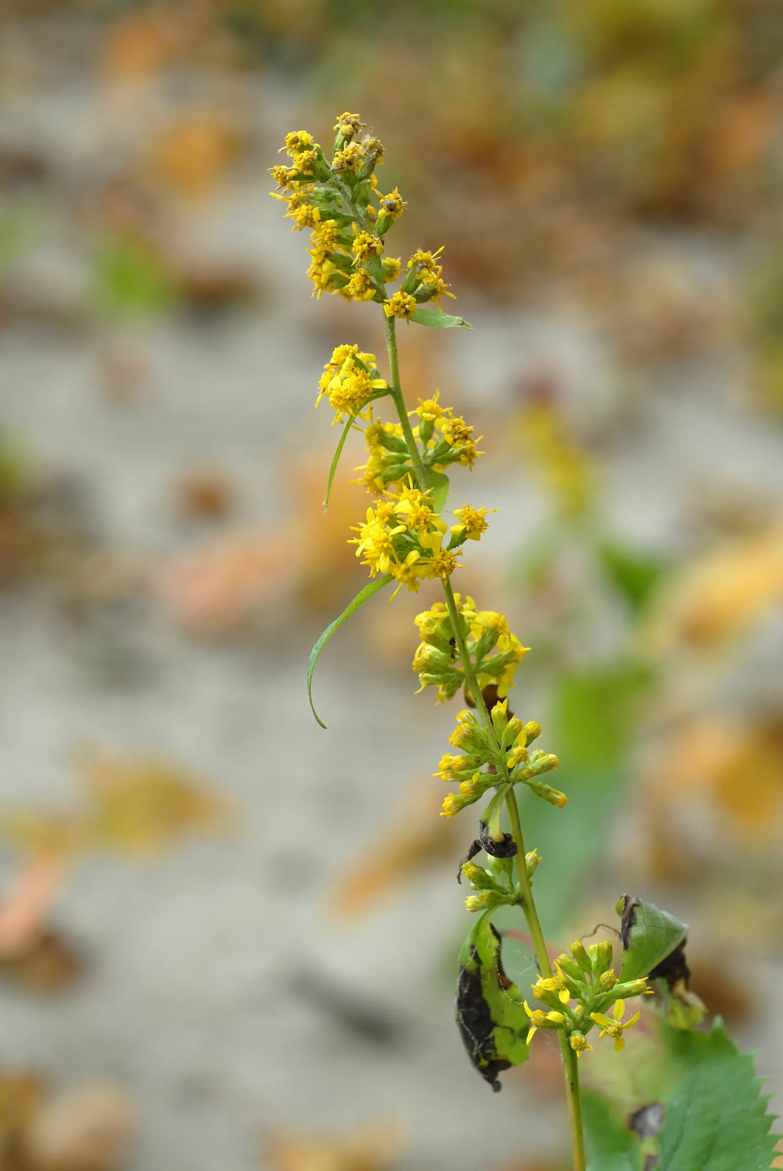 Zig-Zag Goldenrod (Solidago Flexicaulis) — often creating zig-zag patterns
