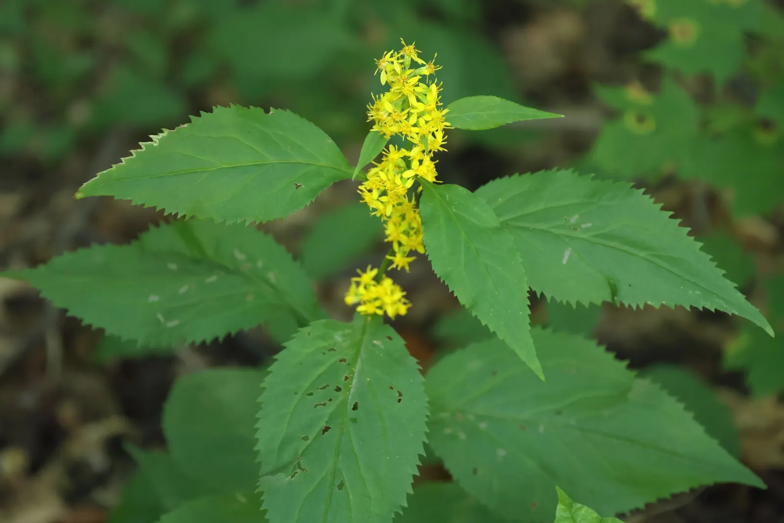 Zig-Zag Goldenrod (Solidago Flexicaulis) — is a North American native perennial that brightens up the landscape with its unique zigzagging stem