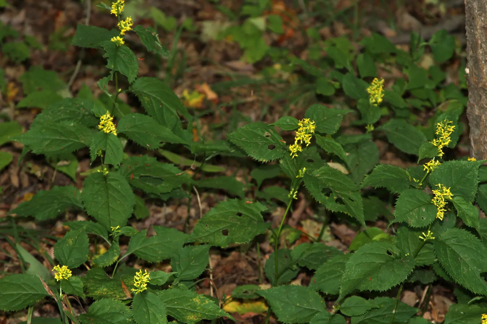 Zig-Zag Goldenrod (Solidago Flexicaulis) — Typically reaching heights of 1.5 to 3 feet, this goldenrod species thrives in partial shade; these blooms are