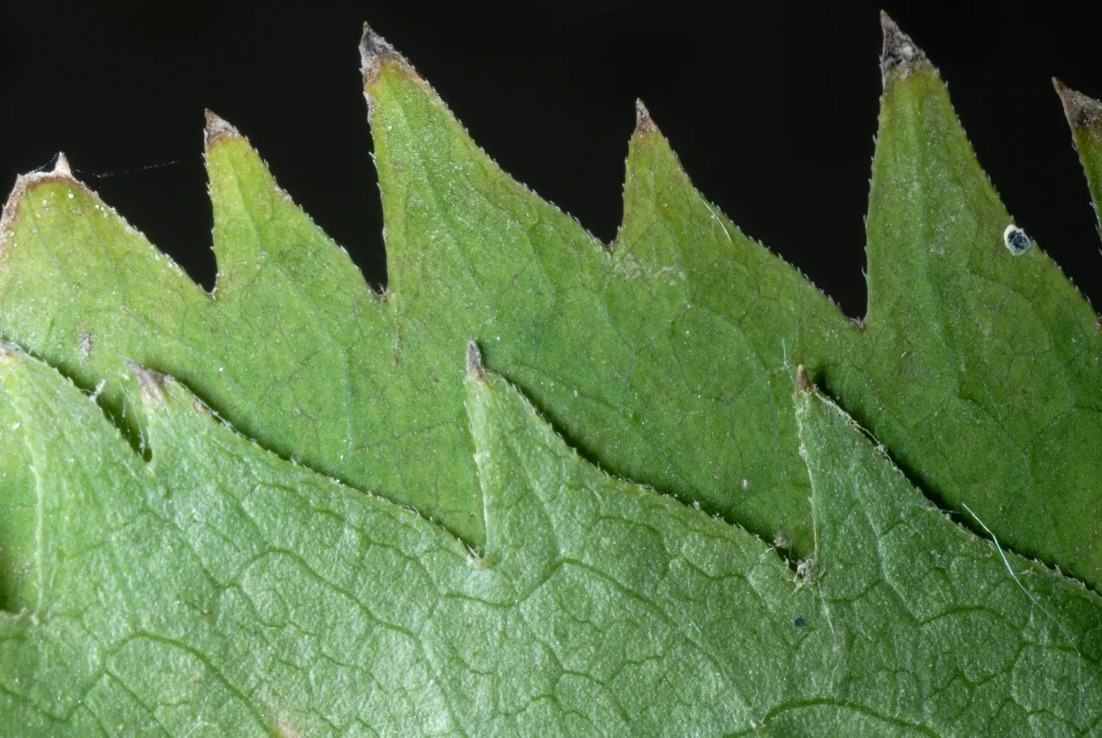 Zig-Zag Goldenrod (Solidago Flexicaulis) — scientifically known as Solidago flexicaulis; its foliage is a deep green, image 49