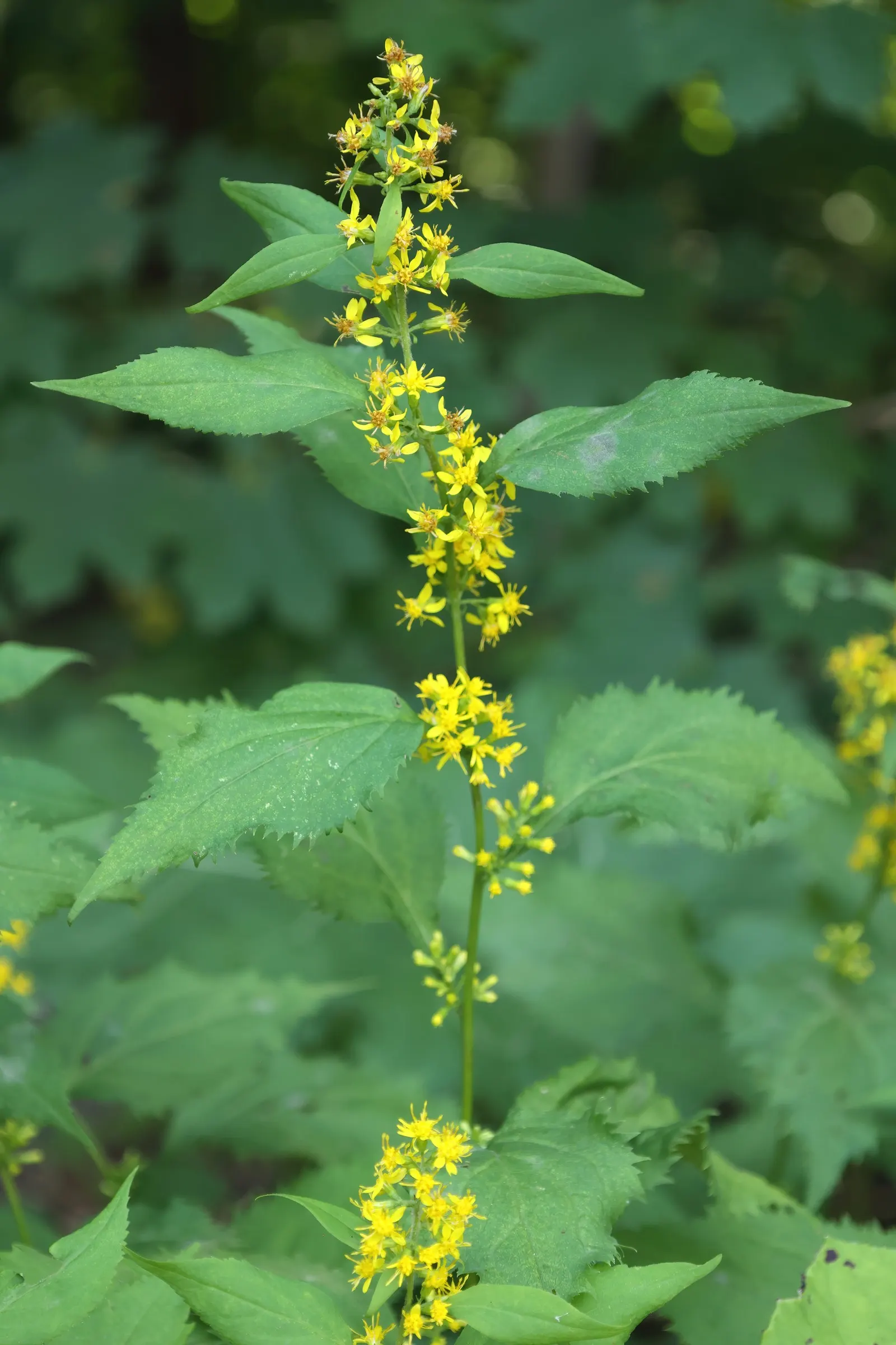 Zig-Zag Goldenrod (Solidago Flexicaulis) — and other beneficial insects; and they attract a host of pollinators