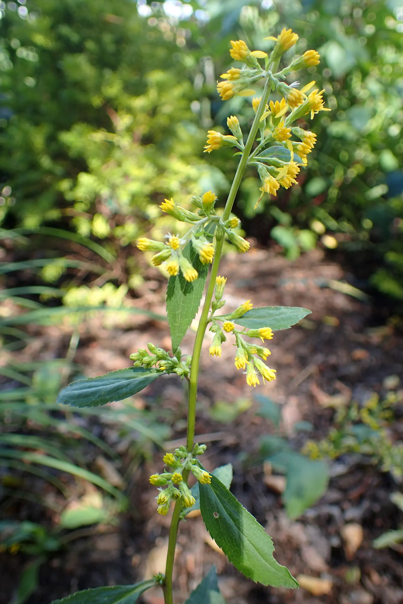 Zig-Zag Goldenrod (Solidago Flexicaulis) — In late summer to early fall, it boasts tiny, bright yellow flowers in attractive, arching clusters