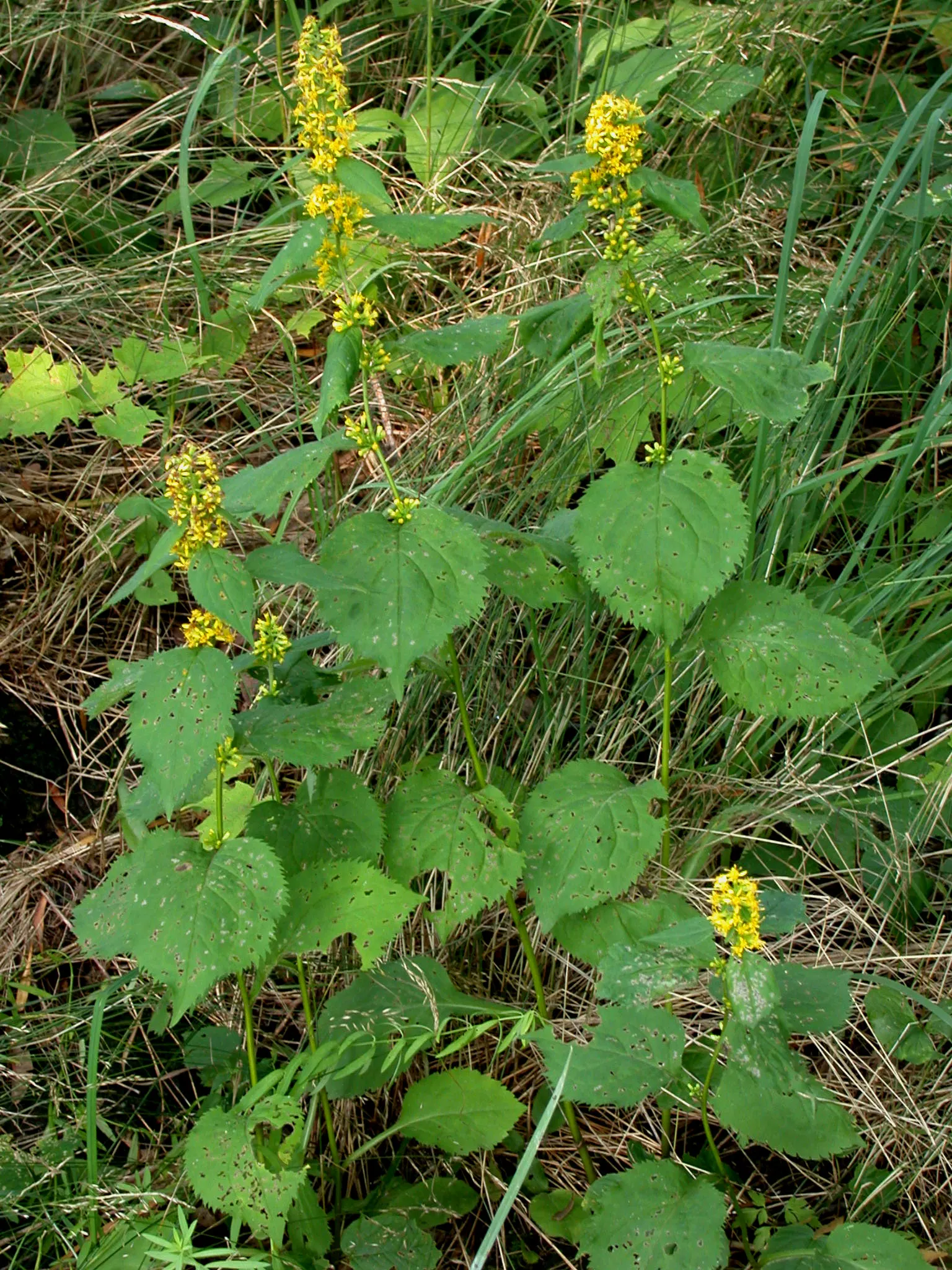Zig-Zag Goldenrod (Solidago Flexicaulis) — Hardy in USDA zones 3-8, it spreads moderately and is excellent for naturalized areas and woodland, image 48