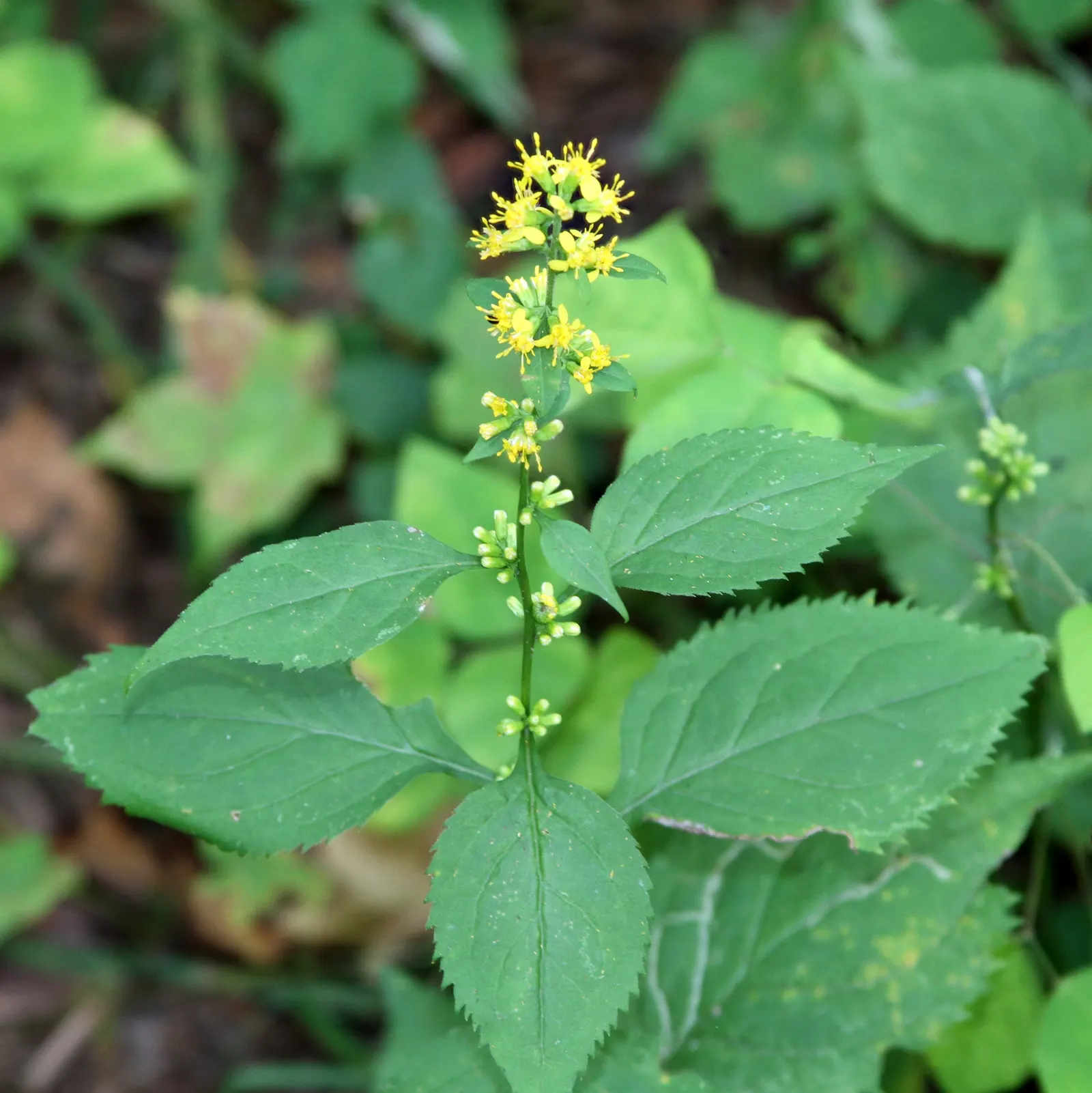 Zig-Zag Goldenrod (Solidago Flexicaulis) — and other beneficial insects