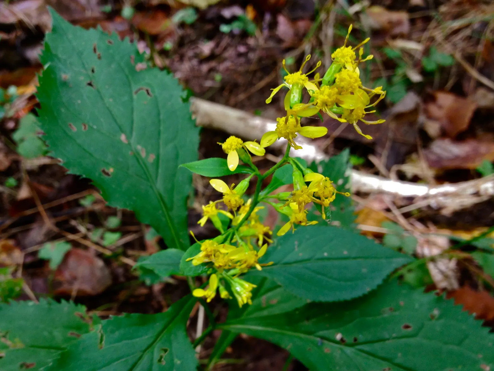 Zig-Zag Goldenrod (Solidago Flexicaulis) — Hardy in USDA zones 3-8, it spreads moderately and is excellent for naturalized areas and woodland gardens; in late