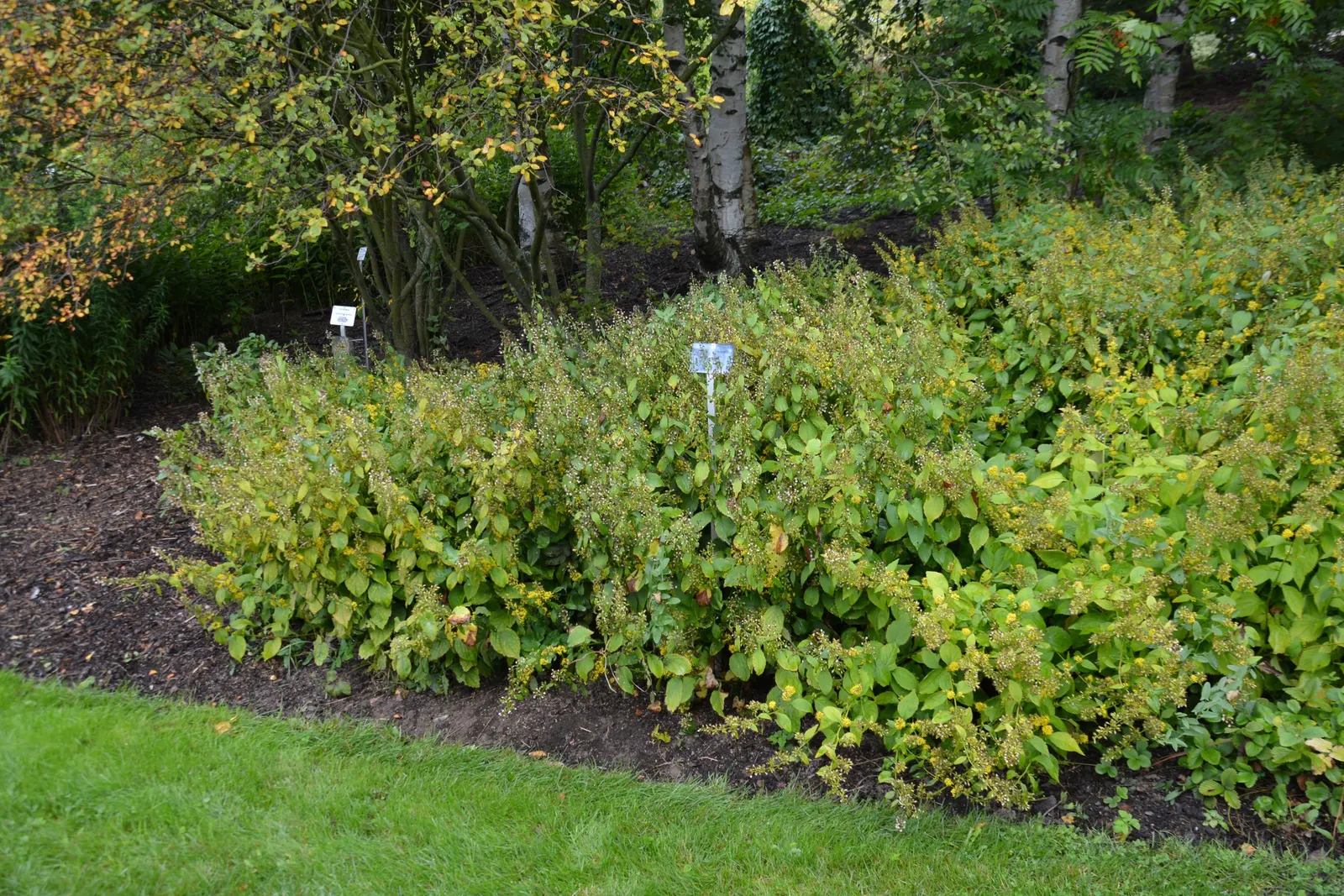 Zig-Zag Goldenrod (Solidago Flexicaulis) — yellow flowers in the garden